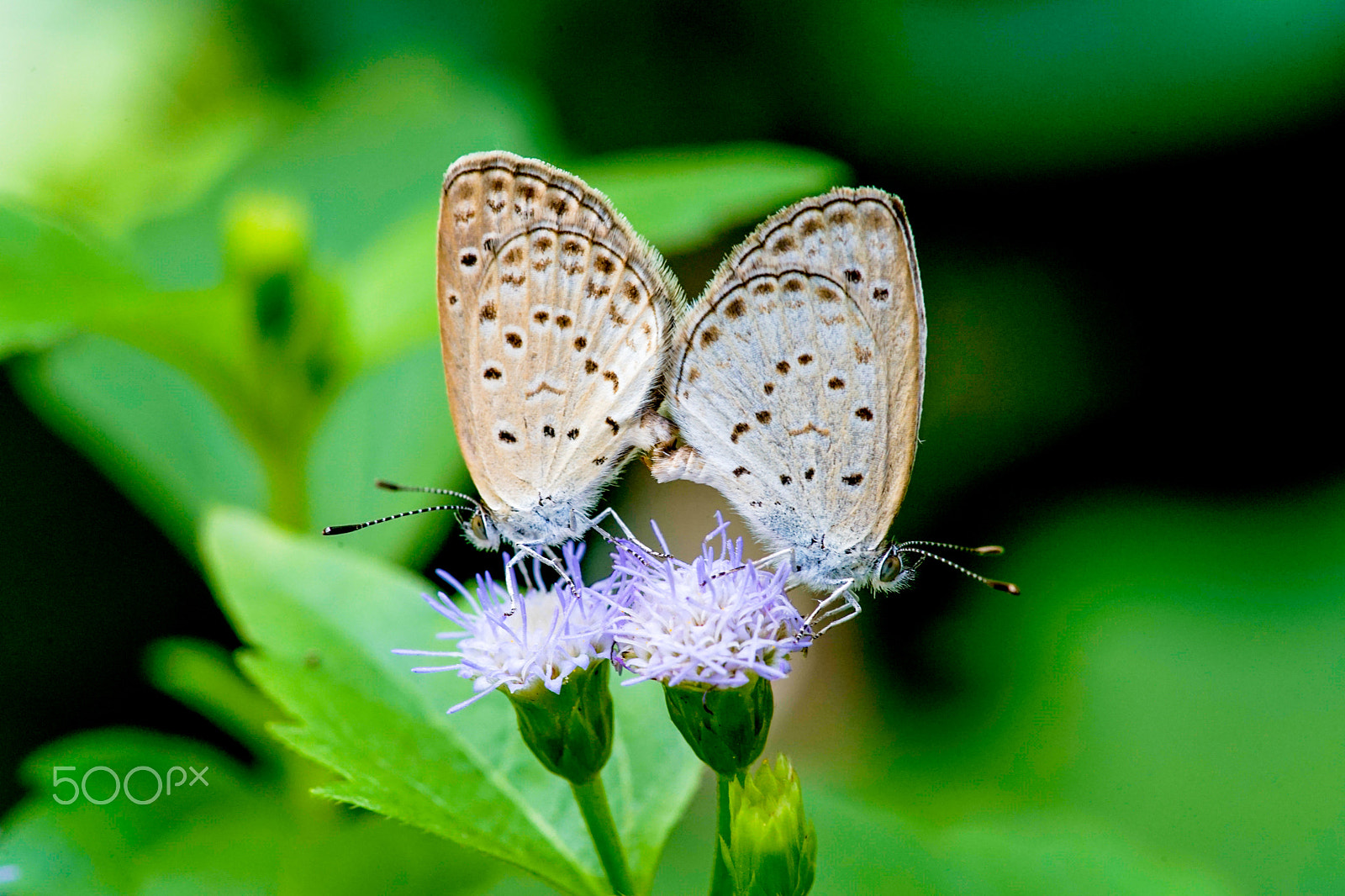 Minolta AF 100mm F2.8 Macro [New] sample photo. Insect photography