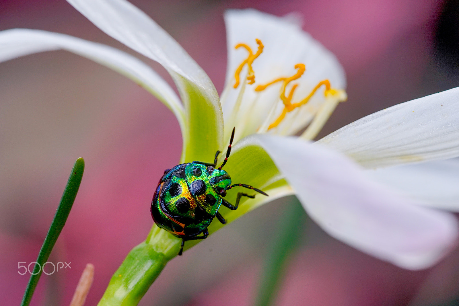 Minolta AF 100mm F2.8 Macro [New] sample photo. Bug photography