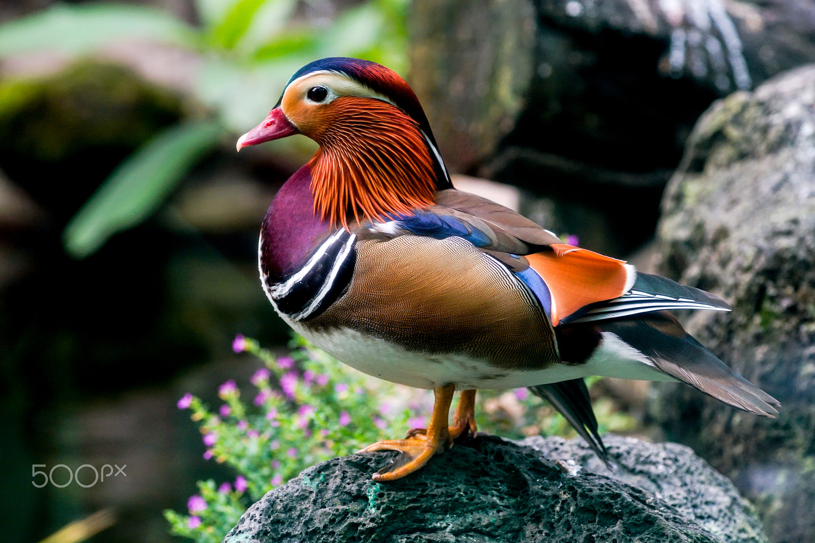 Minolta AF 100mm F2.8 Macro [New] sample photo. Duck photography