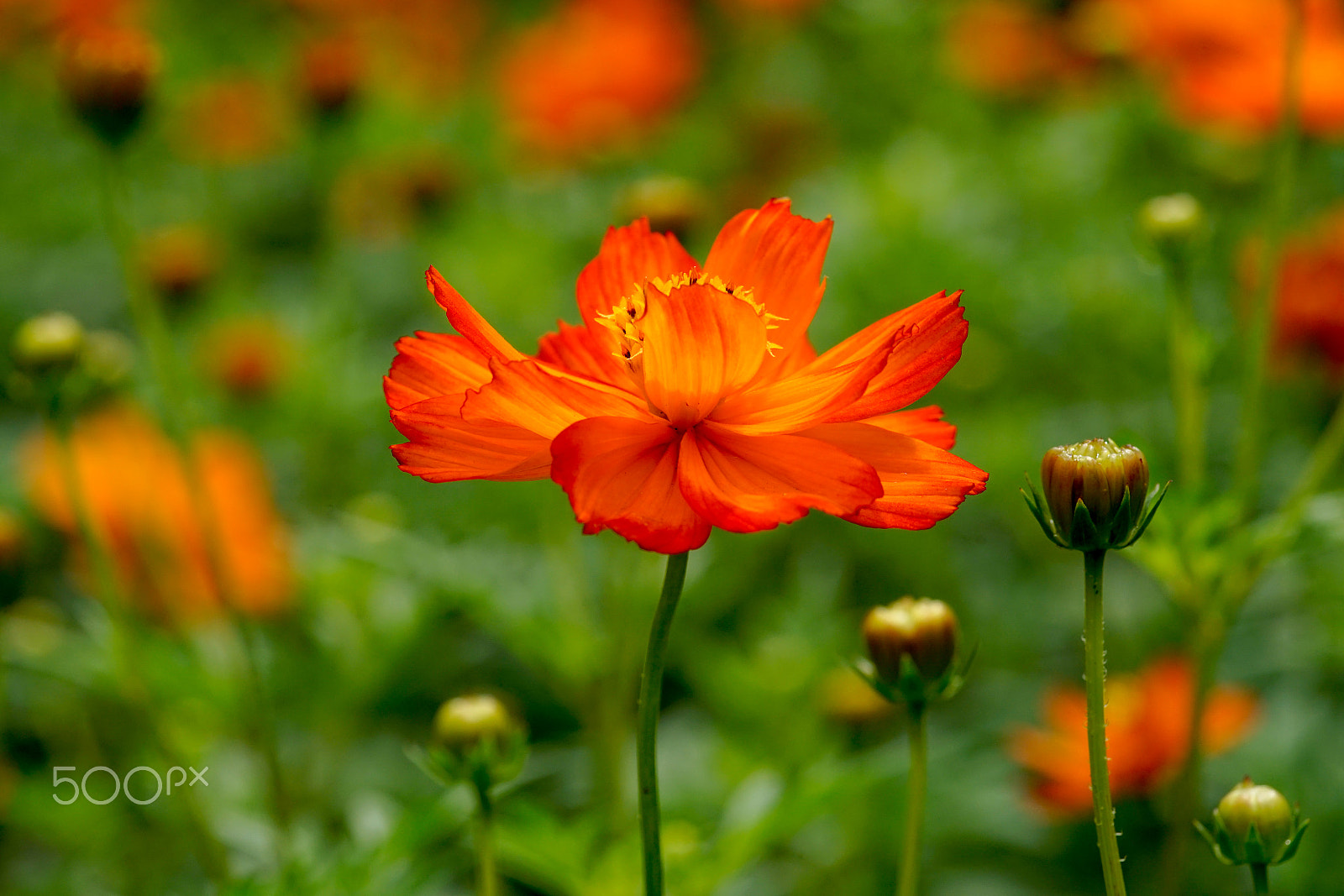Minolta AF 100mm F2.8 Macro [New] sample photo. Flower photography