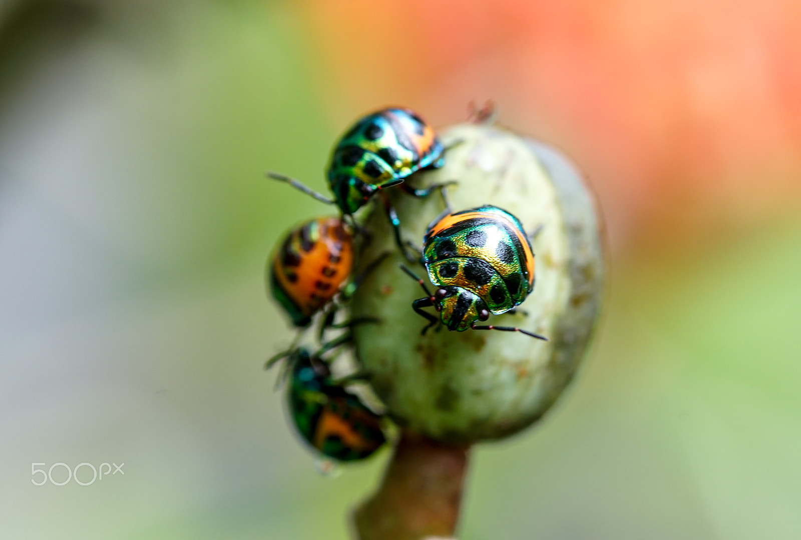 Minolta AF 100mm F2.8 Macro [New] sample photo. Bug photography