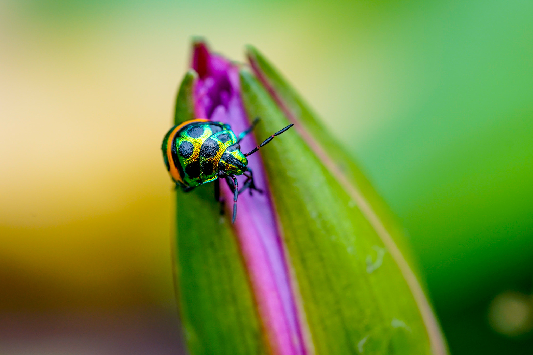 Minolta AF 100mm F2.8 Macro [New] sample photo. Bug photography