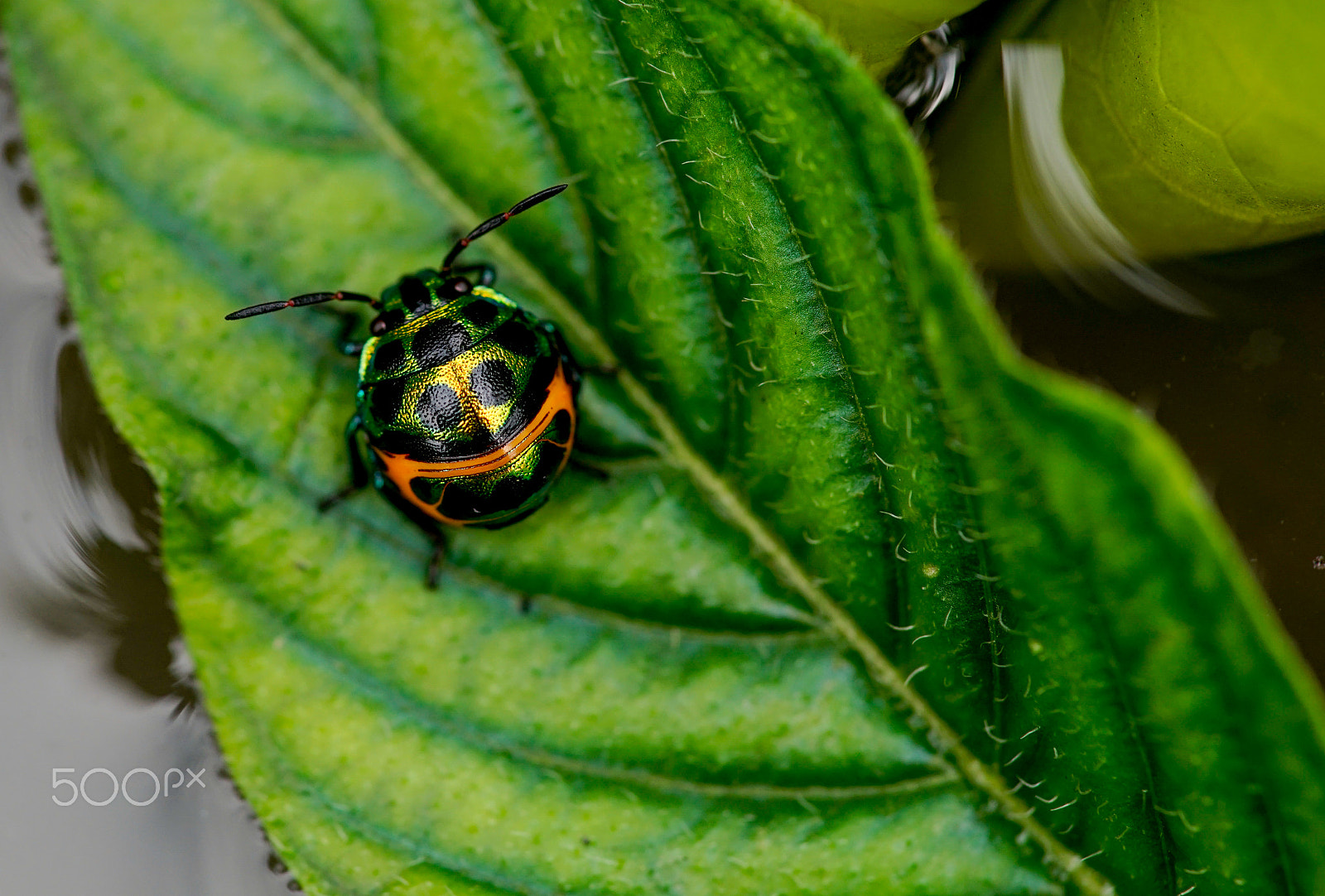 Minolta AF 100mm F2.8 Macro [New] sample photo. Bug photography