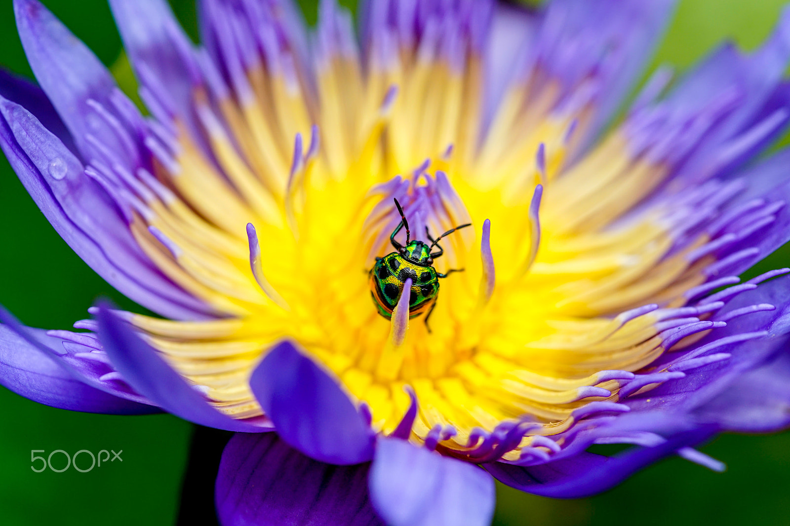 Minolta AF 100mm F2.8 Macro [New] sample photo. Bug photography
