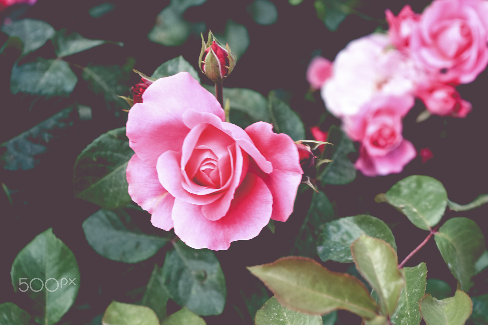 Canon EOS 400D (EOS Digital Rebel XTi / EOS Kiss Digital X) sample photo. Rose love photography