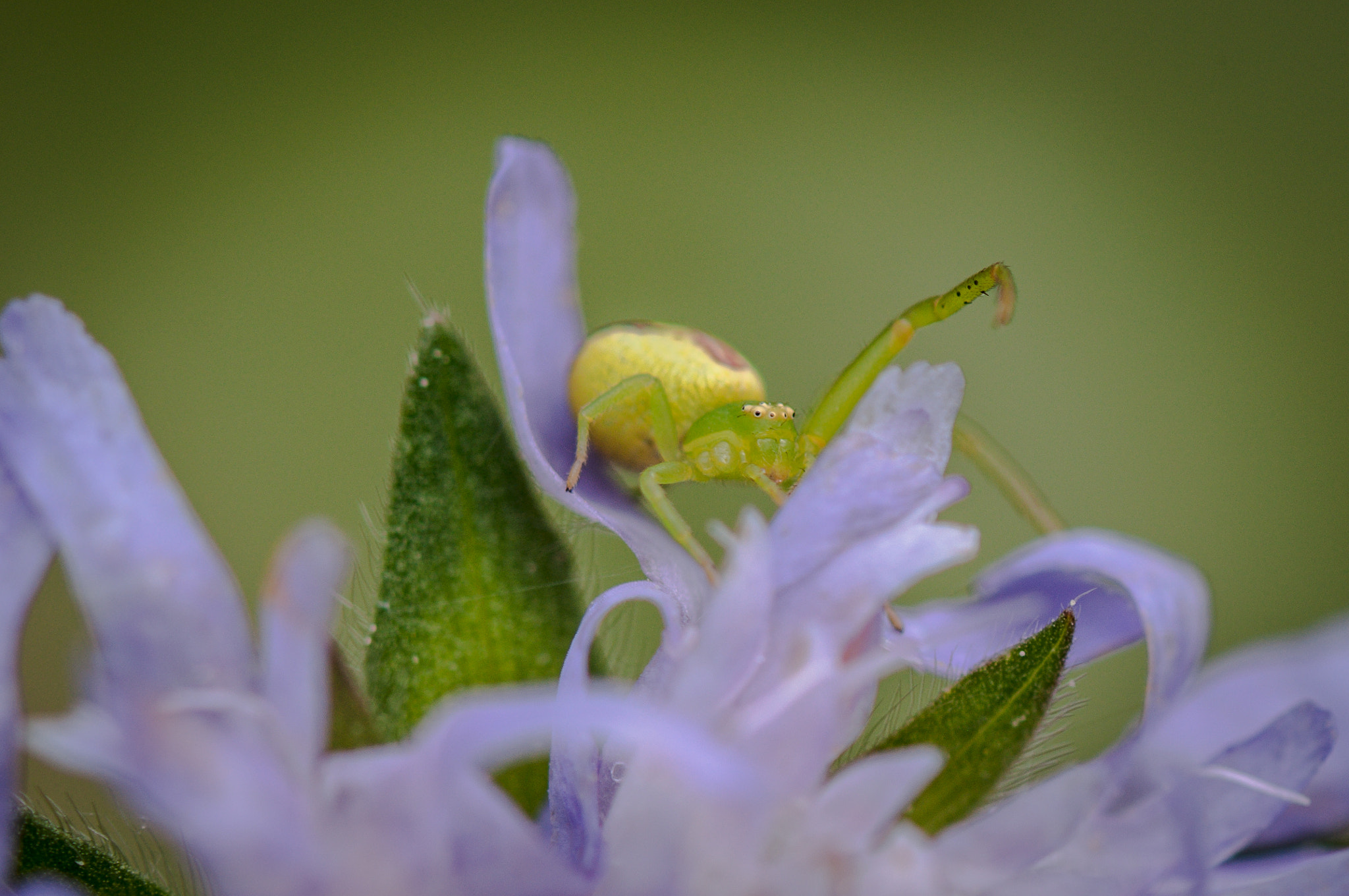Nikon AF-S Micro-Nikkor 105mm F2.8G IF-ED VR sample photo. All-seeing. Всевидючий. photography