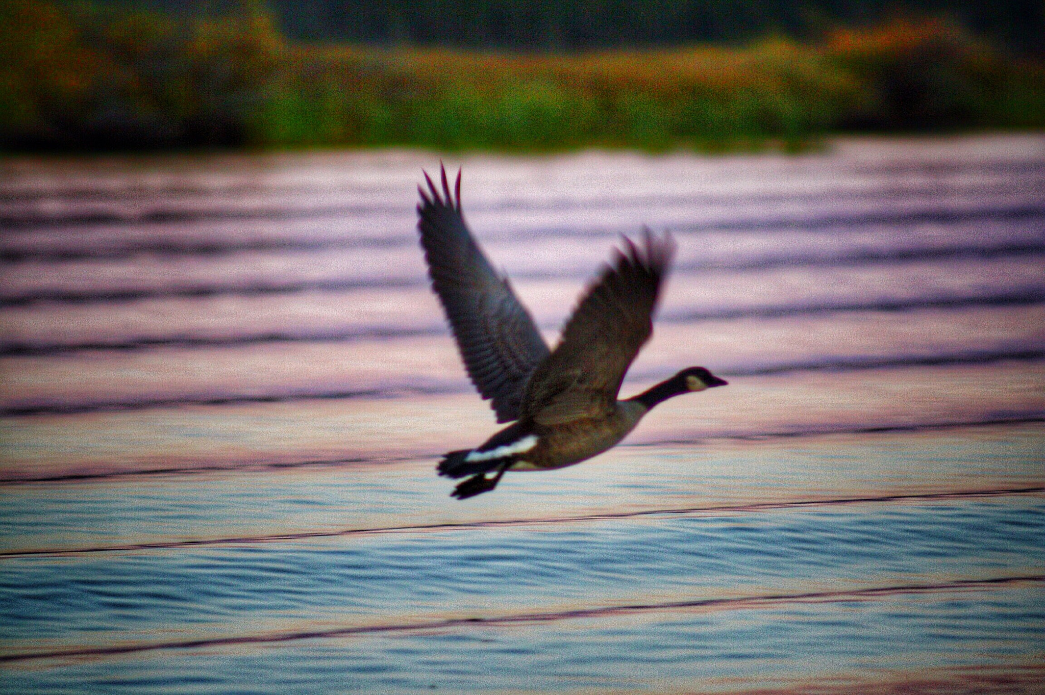 Canon EF 75-300mm f/4-5.6 USM sample photo. Goose in northwestern ontario. beautiful colours. mycamp. photography
