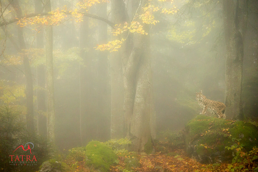 Canon EF 100-400mm F4.5-5.6L IS USM sample photo. Europe's great predators photography