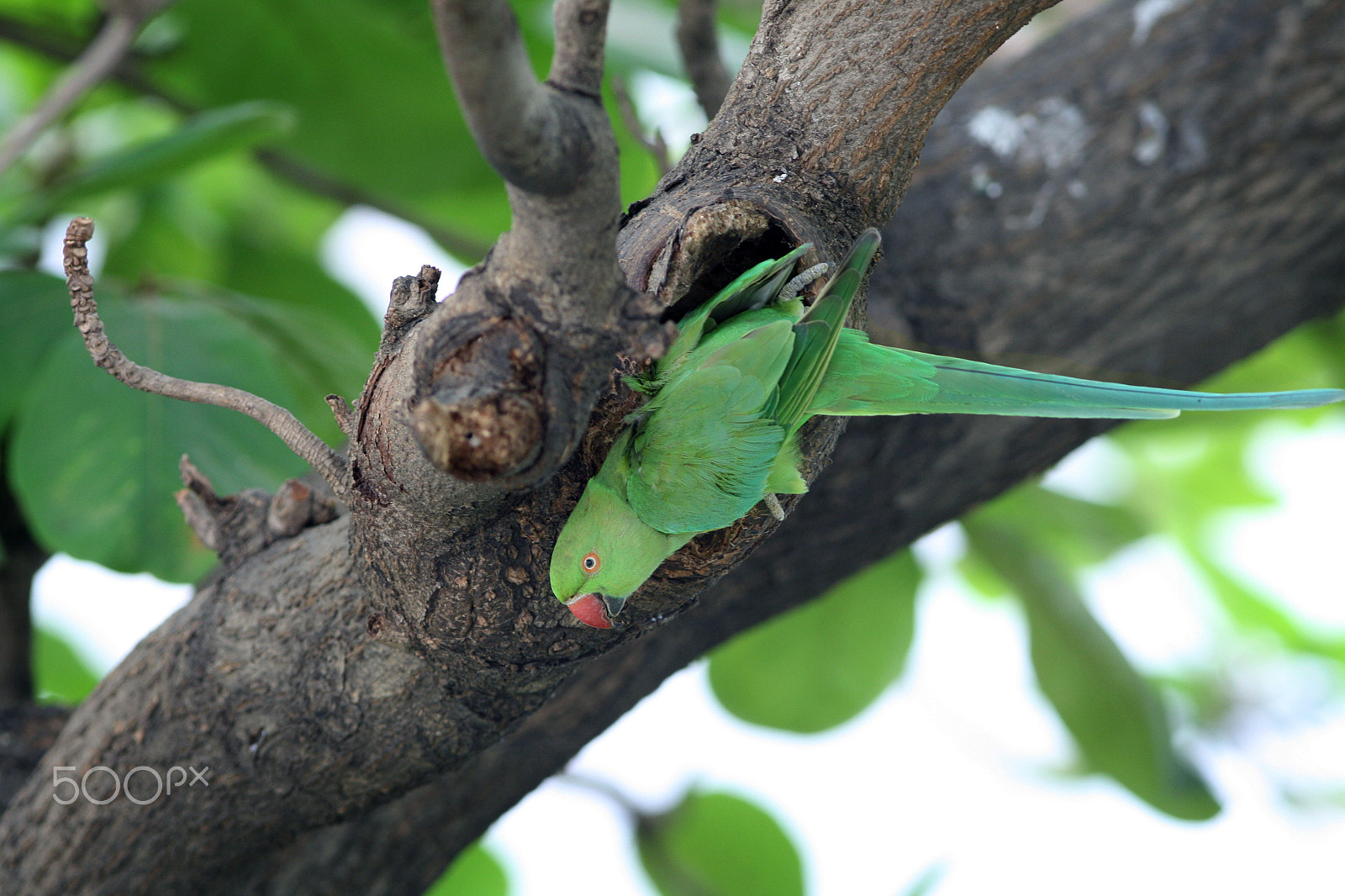 Canon EF 300mm F4L IS USM sample photo. Parakeet in nest photography