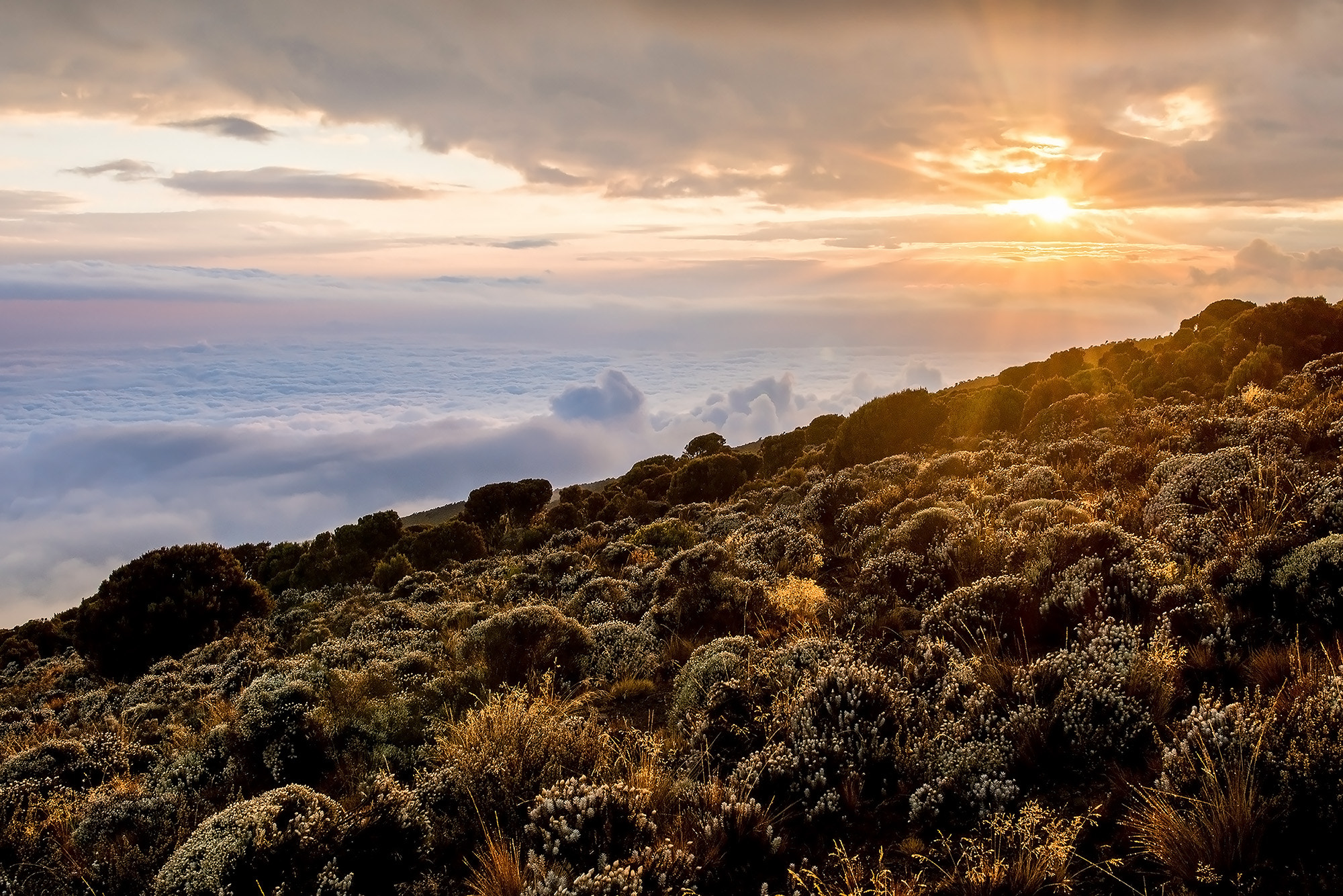 Nikon D500 sample photo. Amazing sunset at kilimanjaro photography