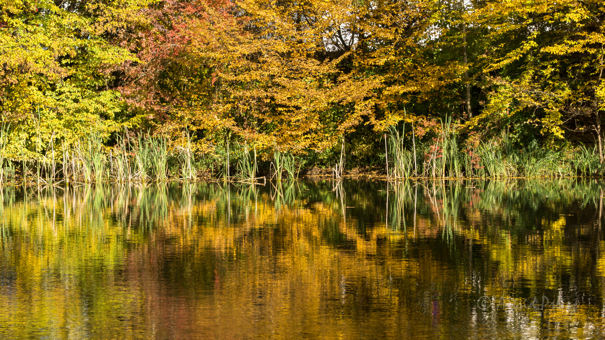Sony FE 70-300mm F4.5-5.6 G OSS sample photo. Fall reflections photography