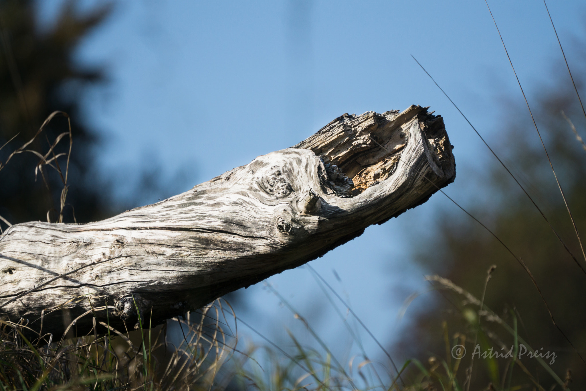 Sony FE 70-300mm F4.5-5.6 G OSS sample photo. Wood photography