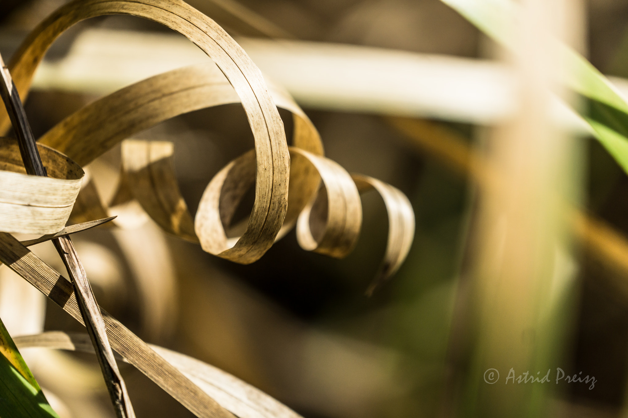 Sony FE 70-300mm F4.5-5.6 G OSS sample photo. Spiral photography