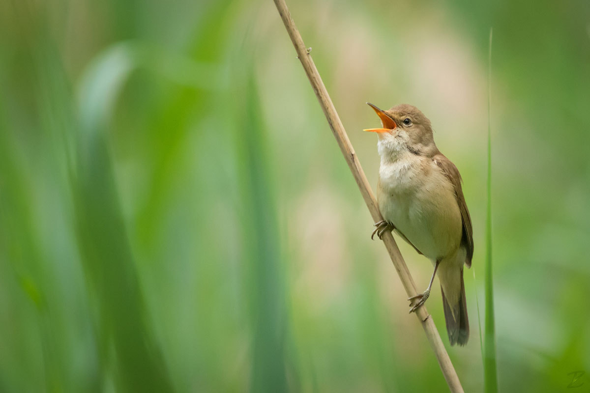 Canon EF 400mm F4 DO IS II USM sample photo. Teichrohrsänger - eurasian reed warbler singing photography