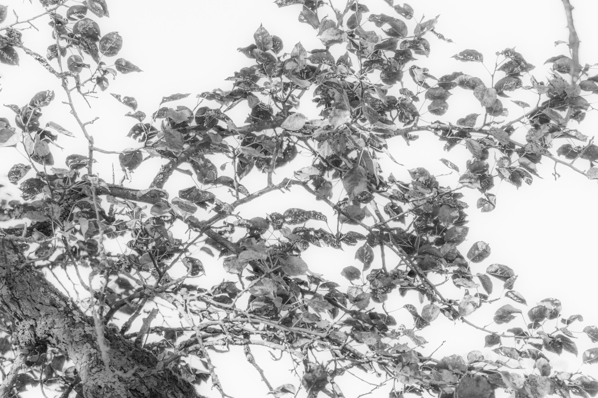 Sony FE 70-300mm F4.5-5.6 G OSS sample photo. Tree photography