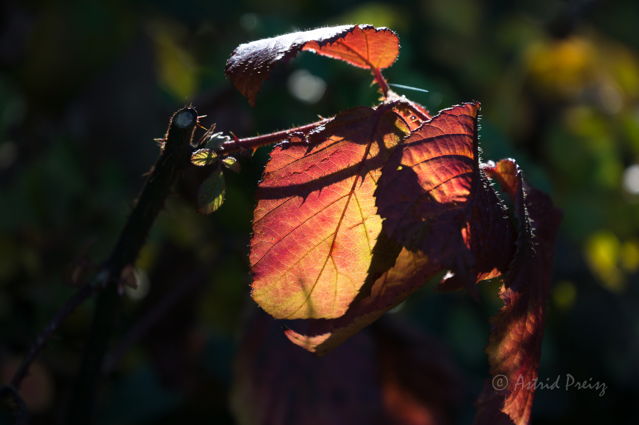 Sony FE 70-300mm F4.5-5.6 G OSS sample photo. Gold photography