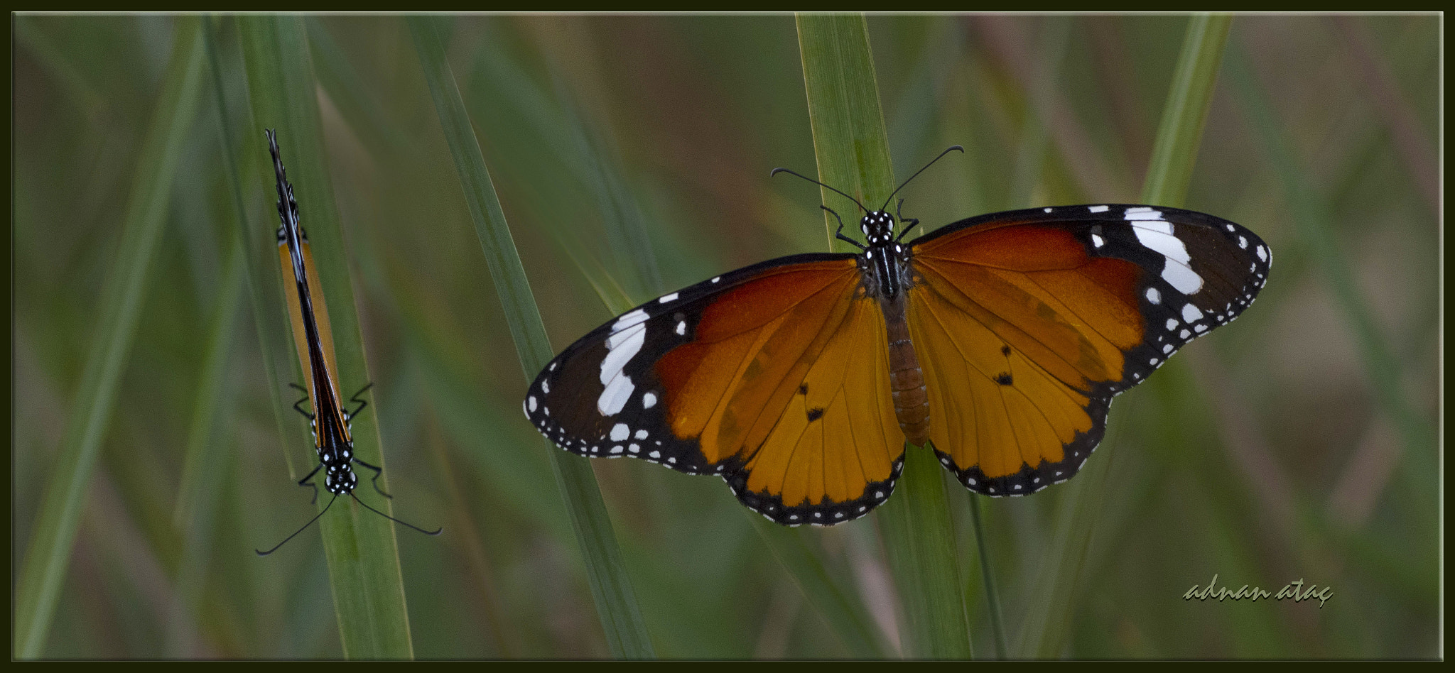 AF Zoom-Micro Nikkor 70-180mm f/4.5-5.6D ED sample photo. Sultan kelebeği - danaus chrysippus - african queen photography