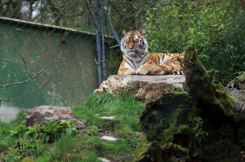 Sigma 70-200mm F2.8 EX DG Macro HSM II sample photo. Tigre de sibérie (panthera tigris altaica) photography