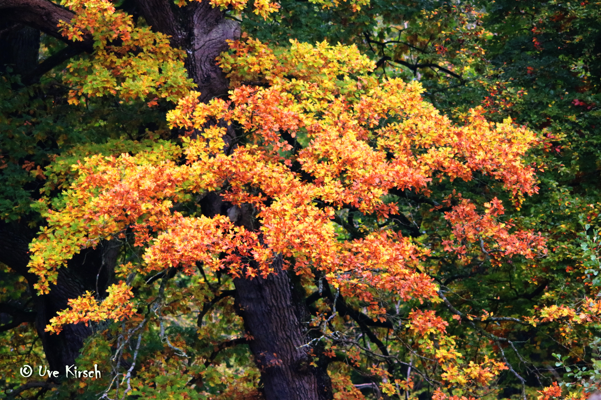 Canon EOS 760D (EOS Rebel T6s / EOS 8000D) + Sigma 150-500mm F5-6.3 DG OS HSM sample photo. Autumn colors photography