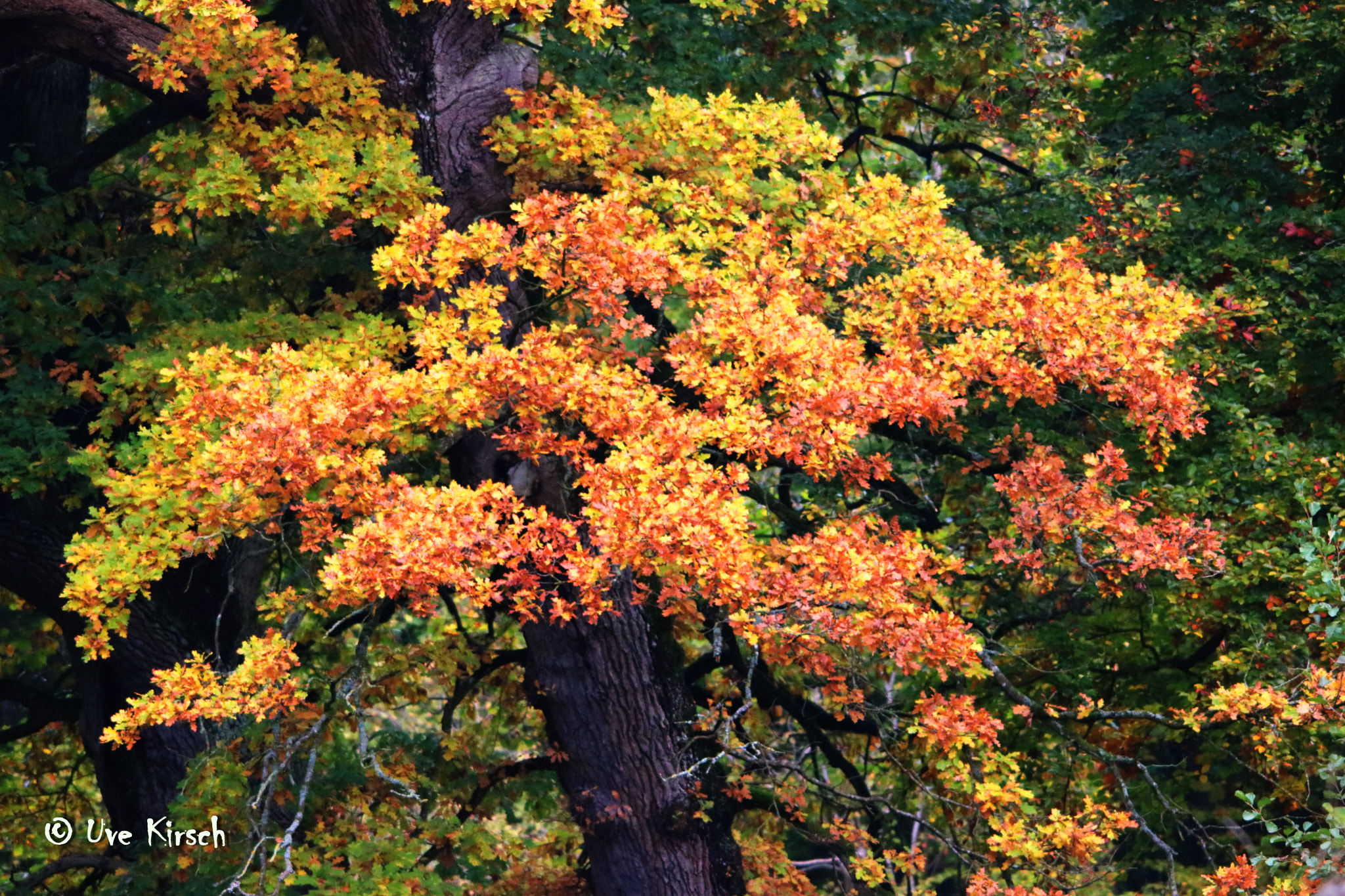 Sigma 150-500mm F5-6.3 DG OS HSM sample photo. Autumn colors photography