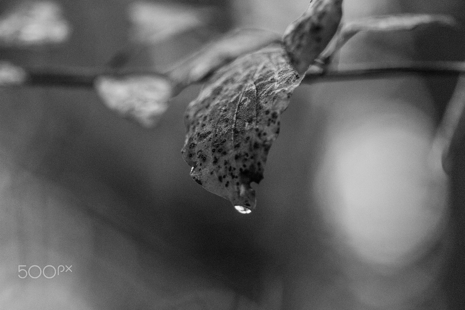 Canon EF 100mm F2.8 Macro USM sample photo. Tropfen an weissdornblatt photography