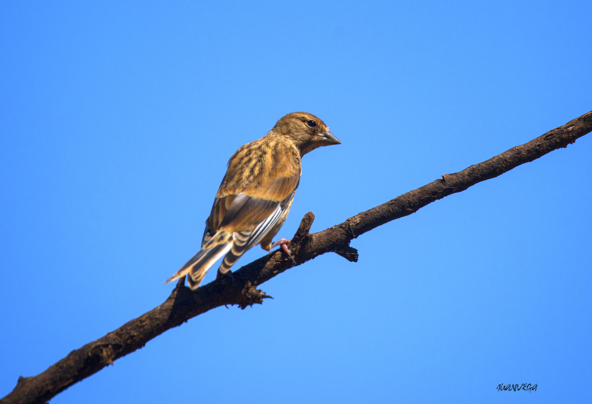 Sony Alpha DSLR-A850 + Minolta AF 300mm F2.8 HS-APO G sample photo. Pardillo photography