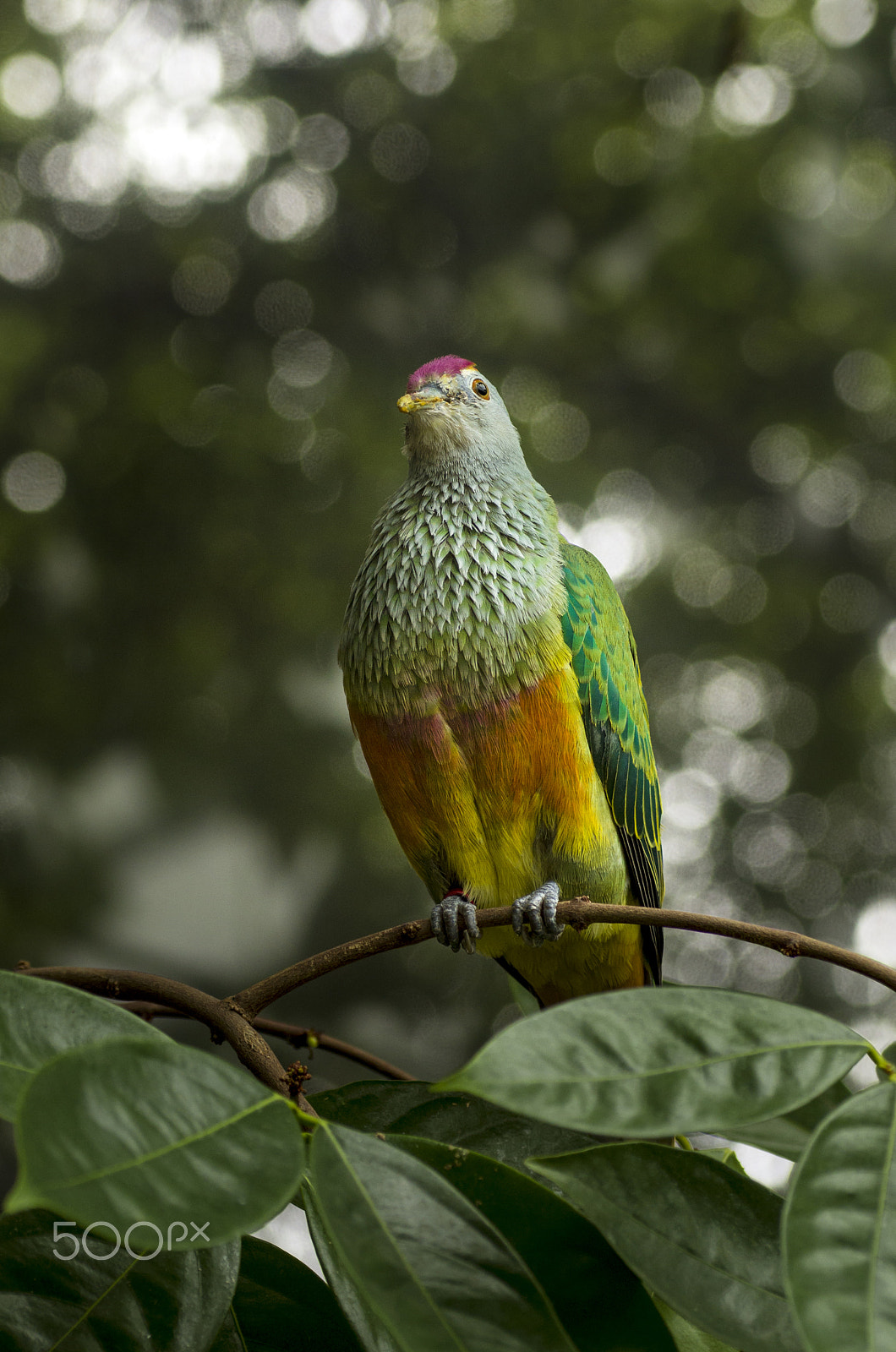 Tamron SP AF 90mm F2.8 Di Macro sample photo. Rainbow pigeon photography