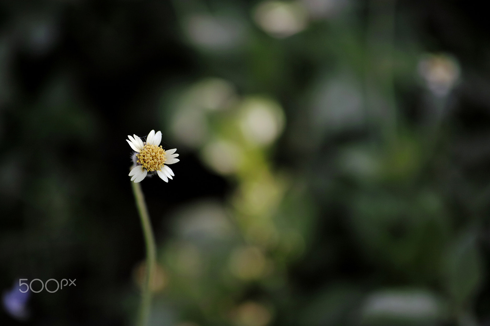 Sigma DP3 Merrill + Sigma 50mm F2.8 EX DG Macro sample photo. Dp3m photography