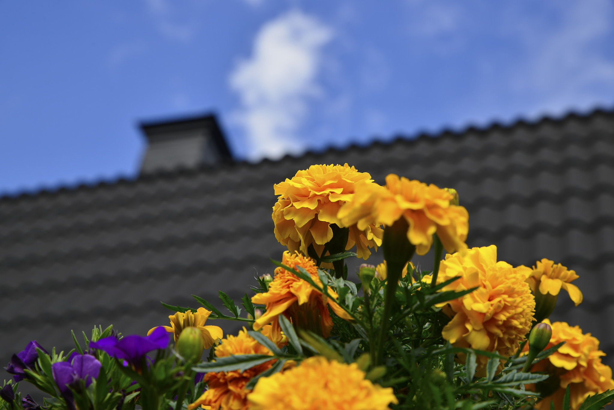 Tamron SP 24-70mm F2.8 Di VC USD sample photo. Flowers on the roof photography