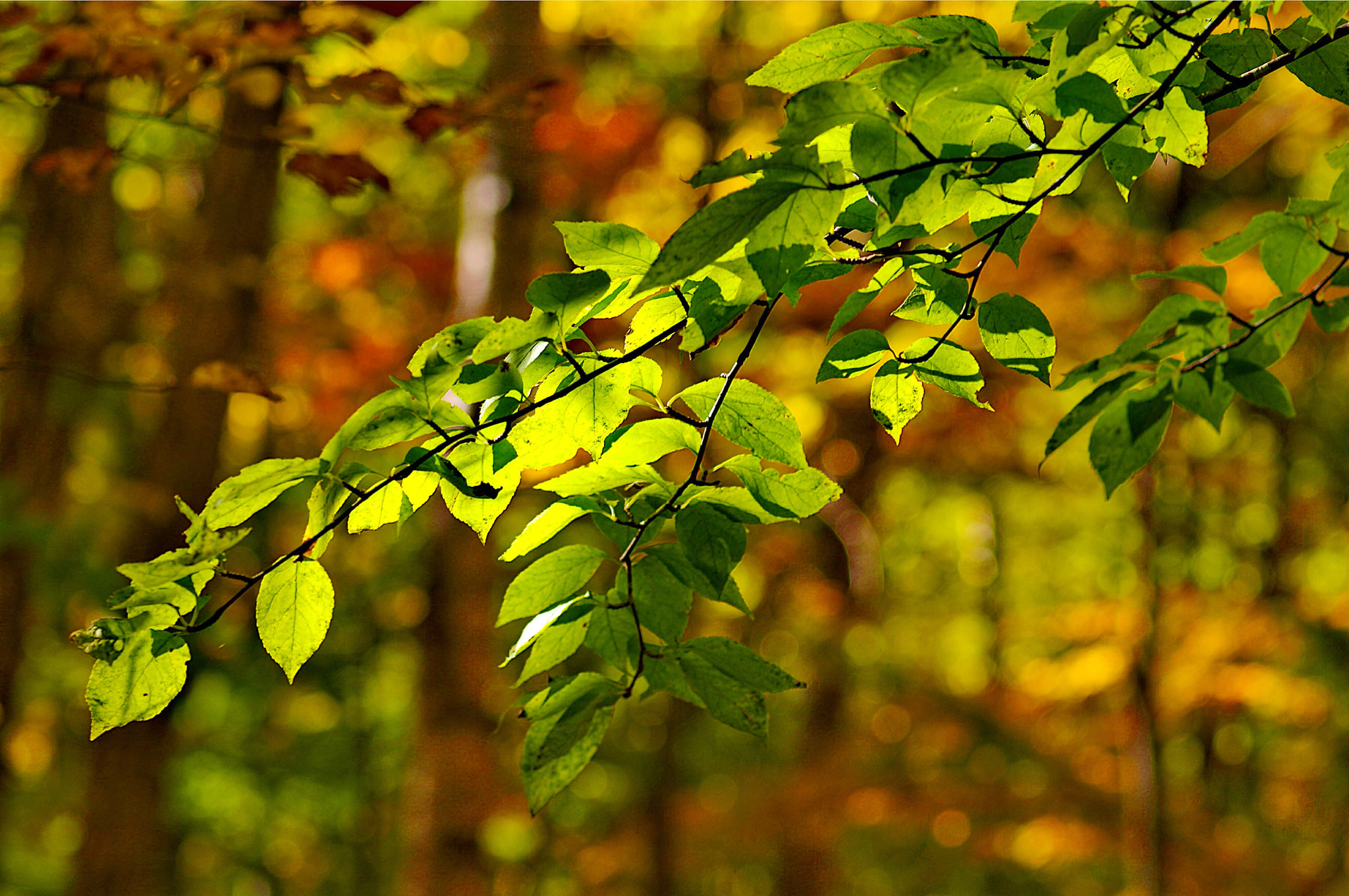 Pentax smc D-FA 100mm F2.8 Macro WR sample photo. In the forest photography