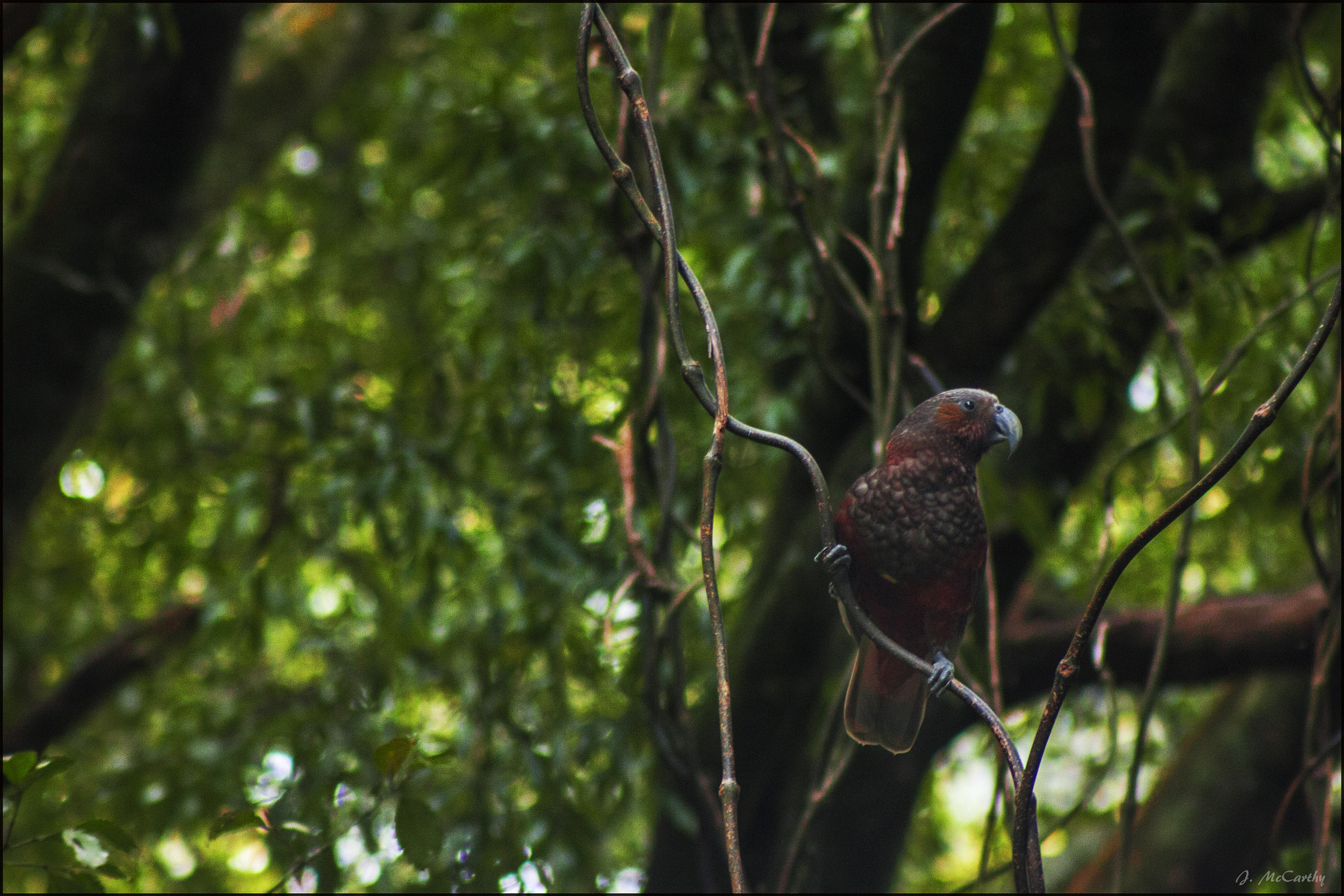 Canon EF 75-300mm f/4-5.6 USM sample photo. Kākā photography