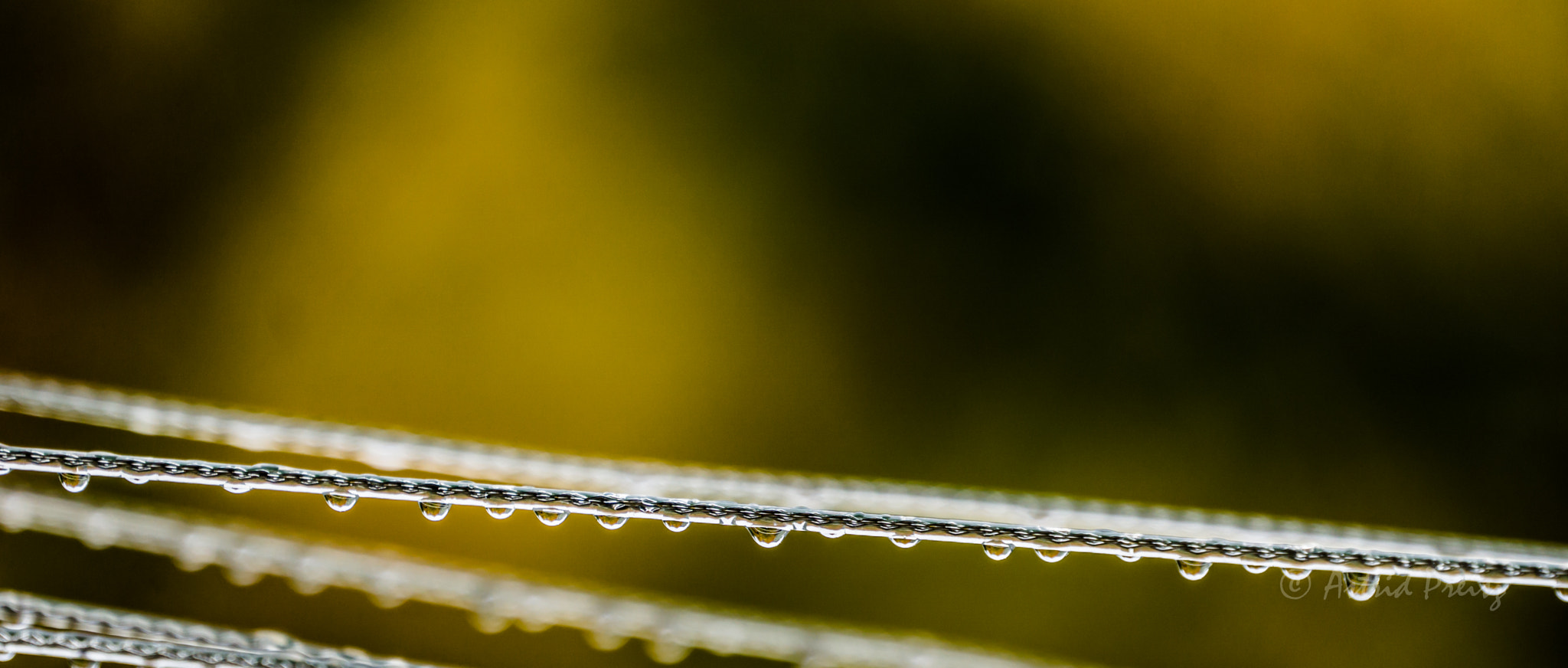 Sony FE 70-300mm F4.5-5.6 G OSS sample photo. Perls photography