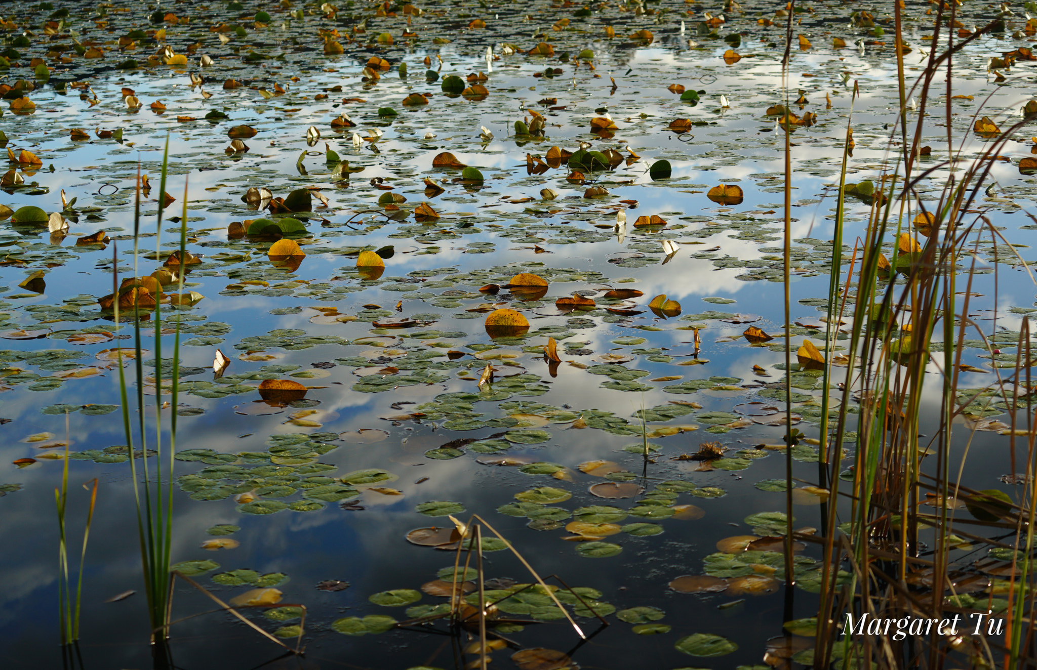 Sony a7R II + Sony FE 70-200mm F4 G OSS sample photo. Late autumn walking in deer lake park，the mirror o ... photography