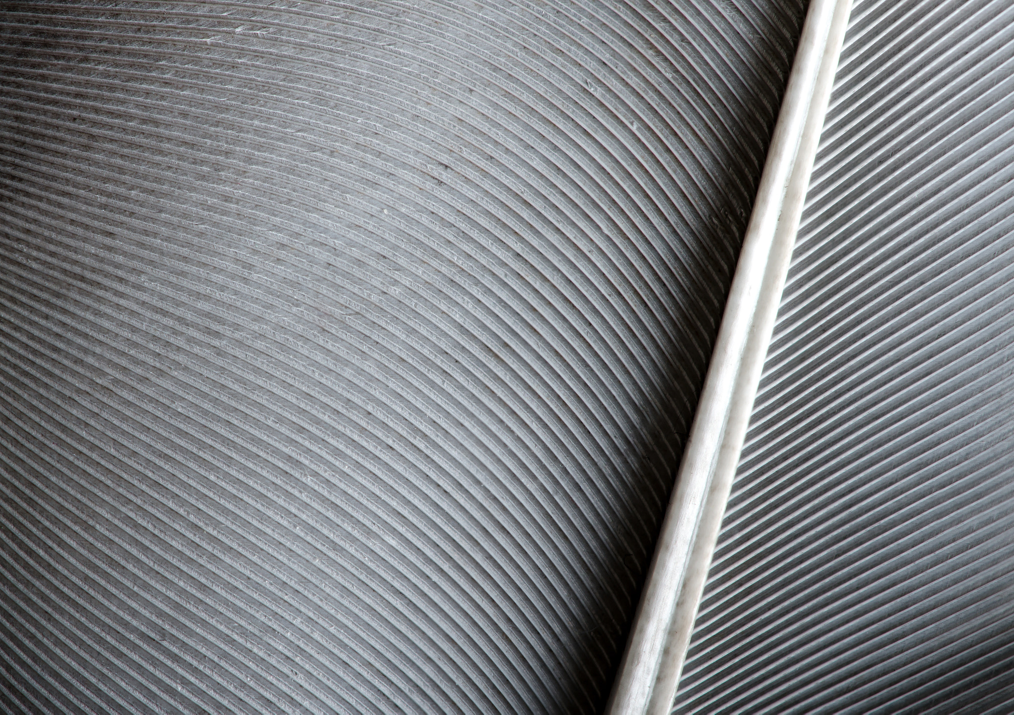 Nikon AF-S DX Micro-Nikkor 85mm F3.5G ED VR sample photo. Feather photography