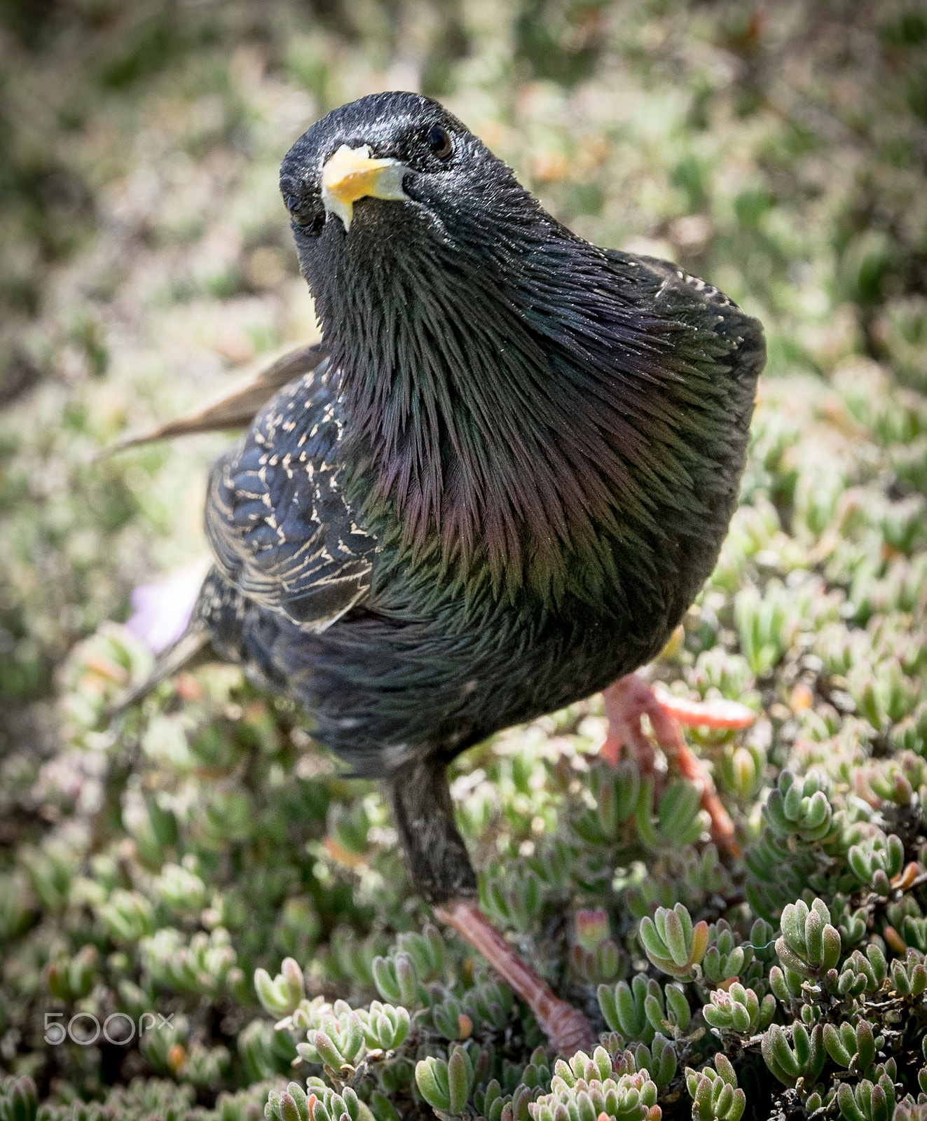 Tamron SP 70-200mm F2.8 Di VC USD sample photo. Posing bird photography