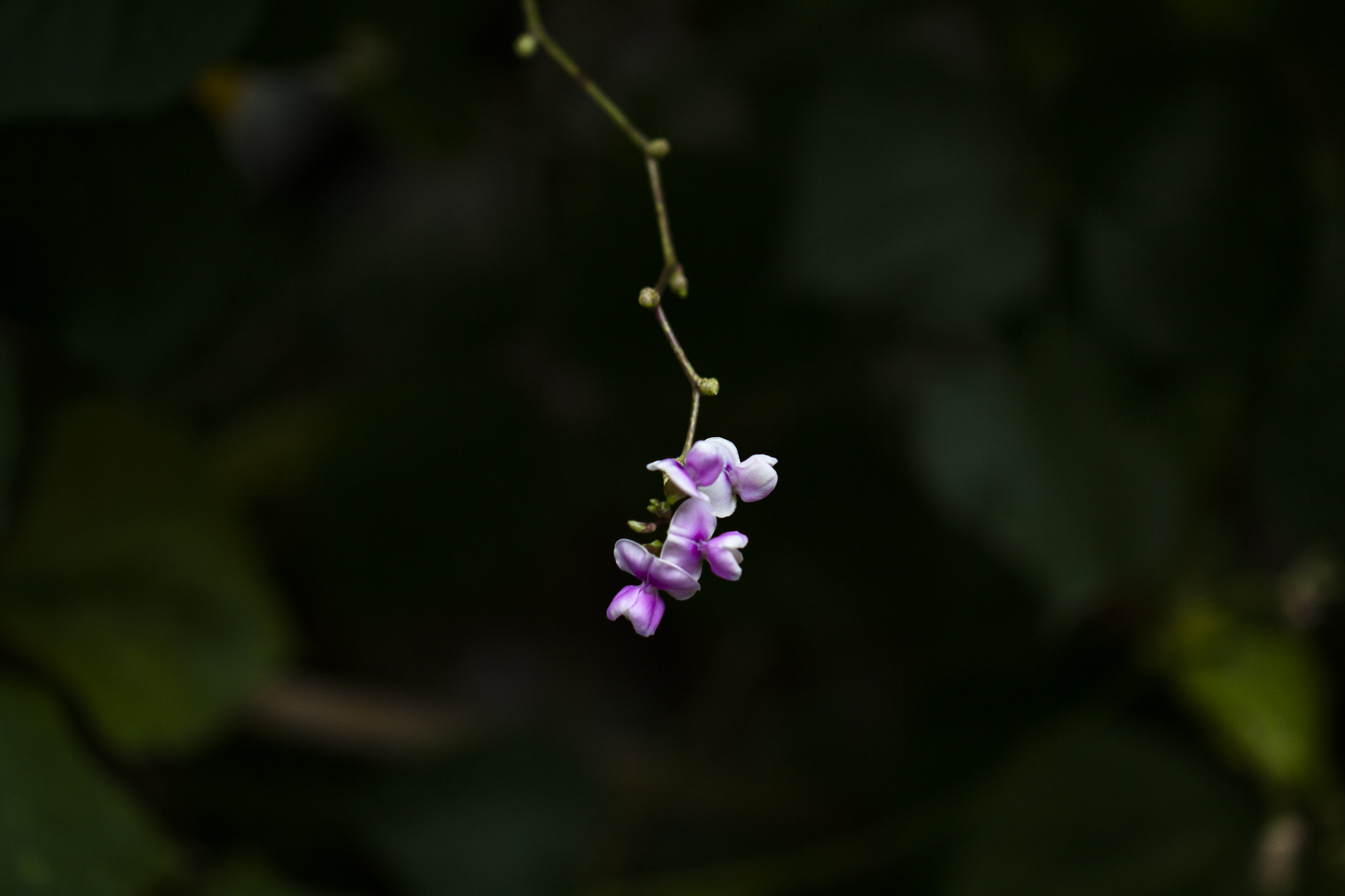 Canon EF 100mm F2.8L Macro IS USM sample photo. Img photography