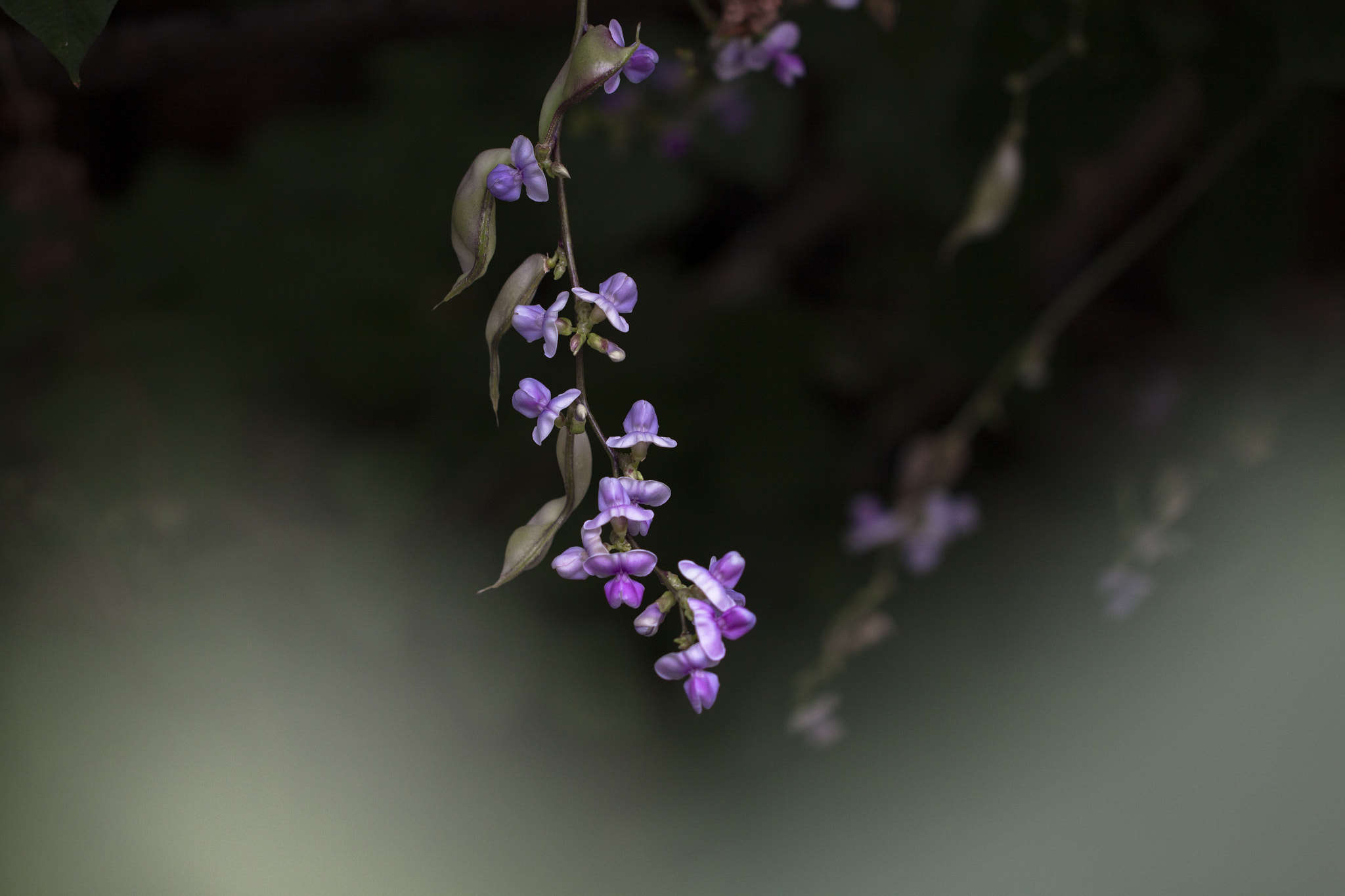 Canon EF 100mm F2.8L Macro IS USM sample photo. Img photography
