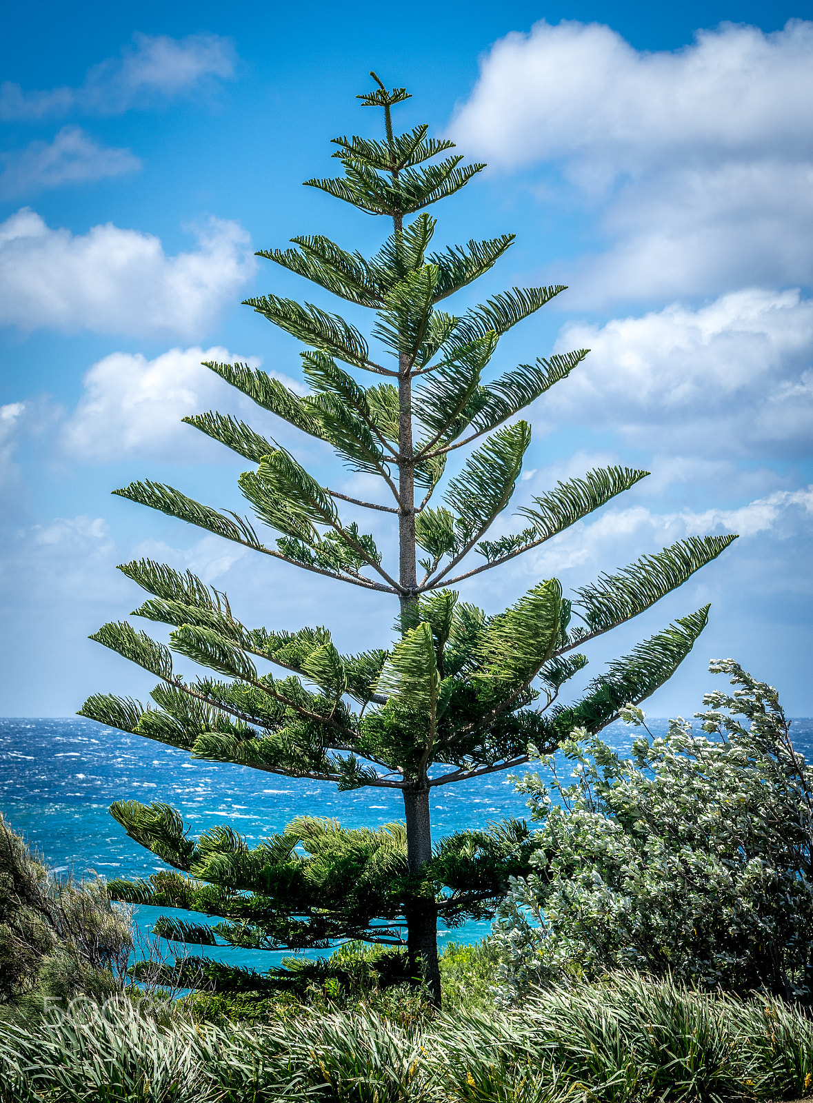 Tamron SP 70-200mm F2.8 Di VC USD sample photo. Happy tree photography