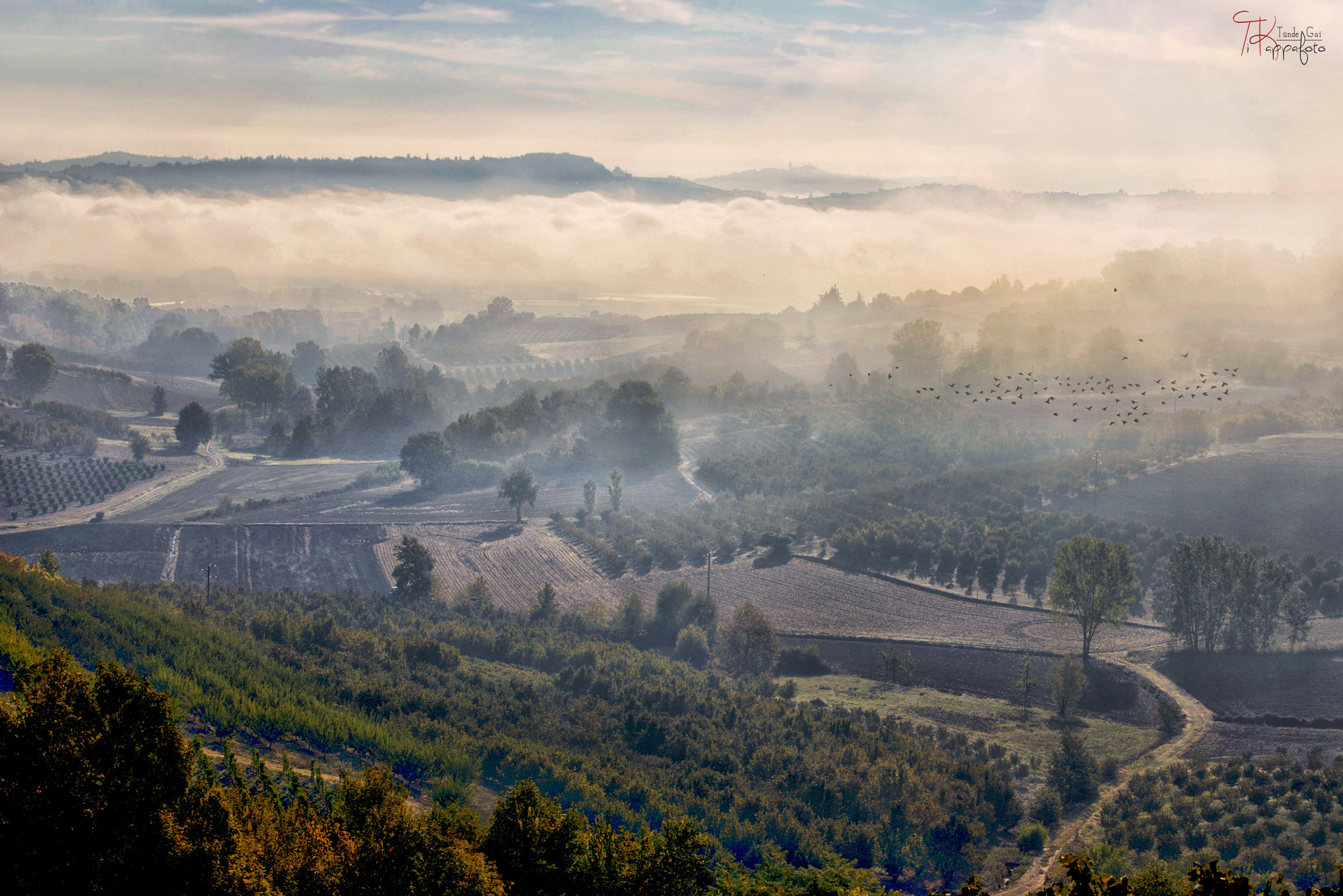 Nikon D800 + Nikon AF Nikkor 24mm F2.8D sample photo. The fog bathes the hazelnuts photography