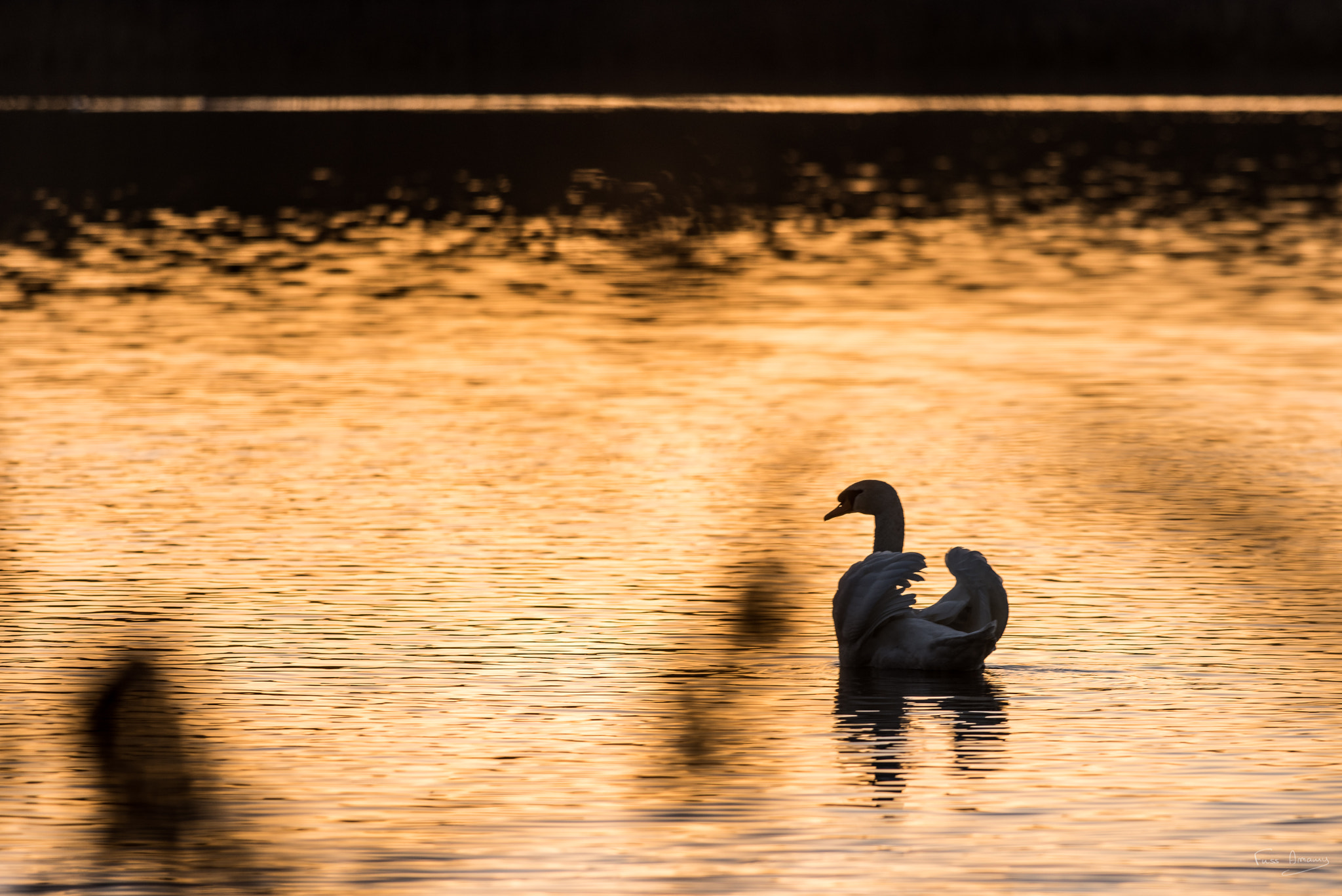 Nikon D810 + Nikon AF-S Nikkor 300mm F4D ED-IF sample photo. Lonely swan photography