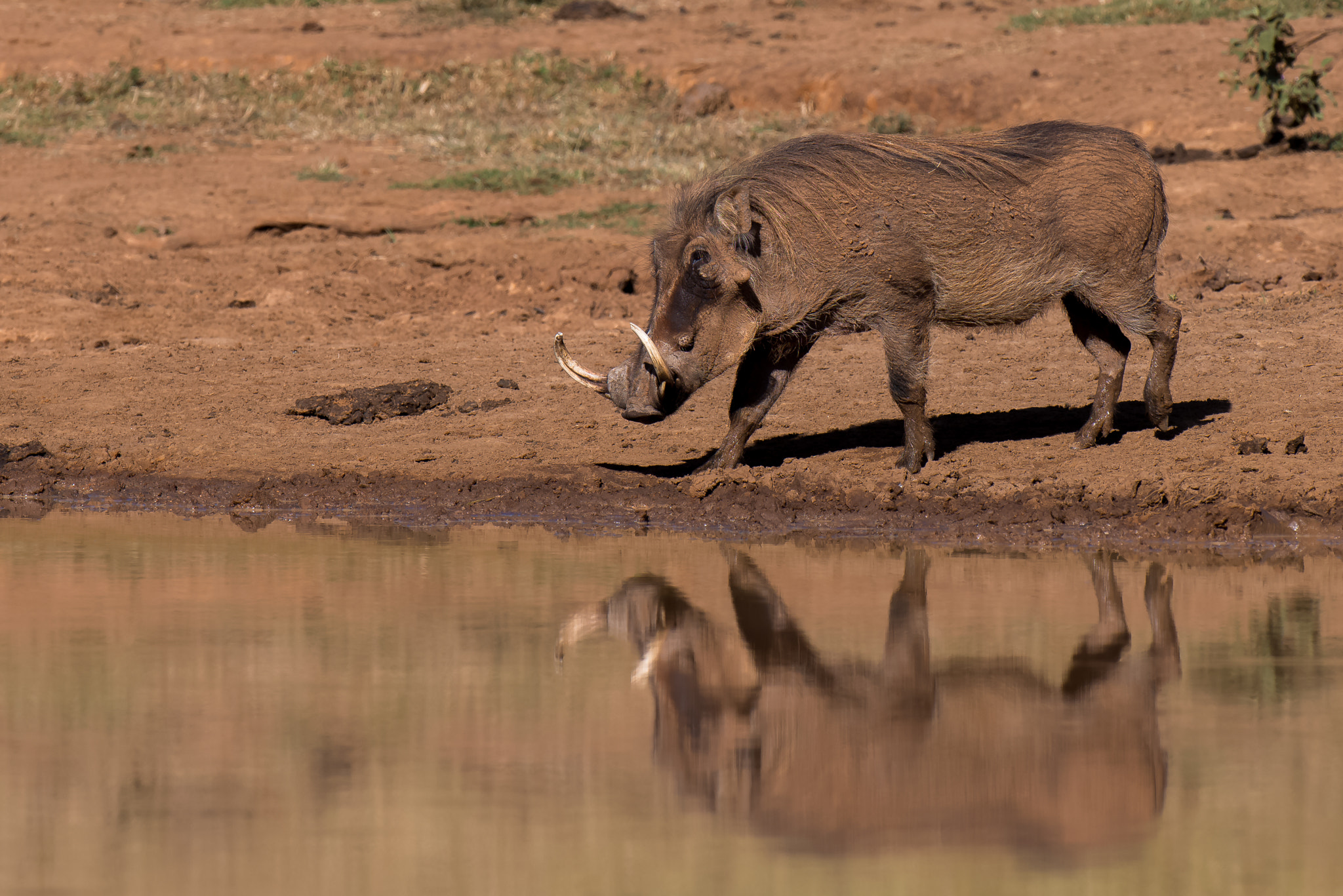 Nikon AF-S Nikkor 500mm F4D ED-IF II sample photo. Warthog photography