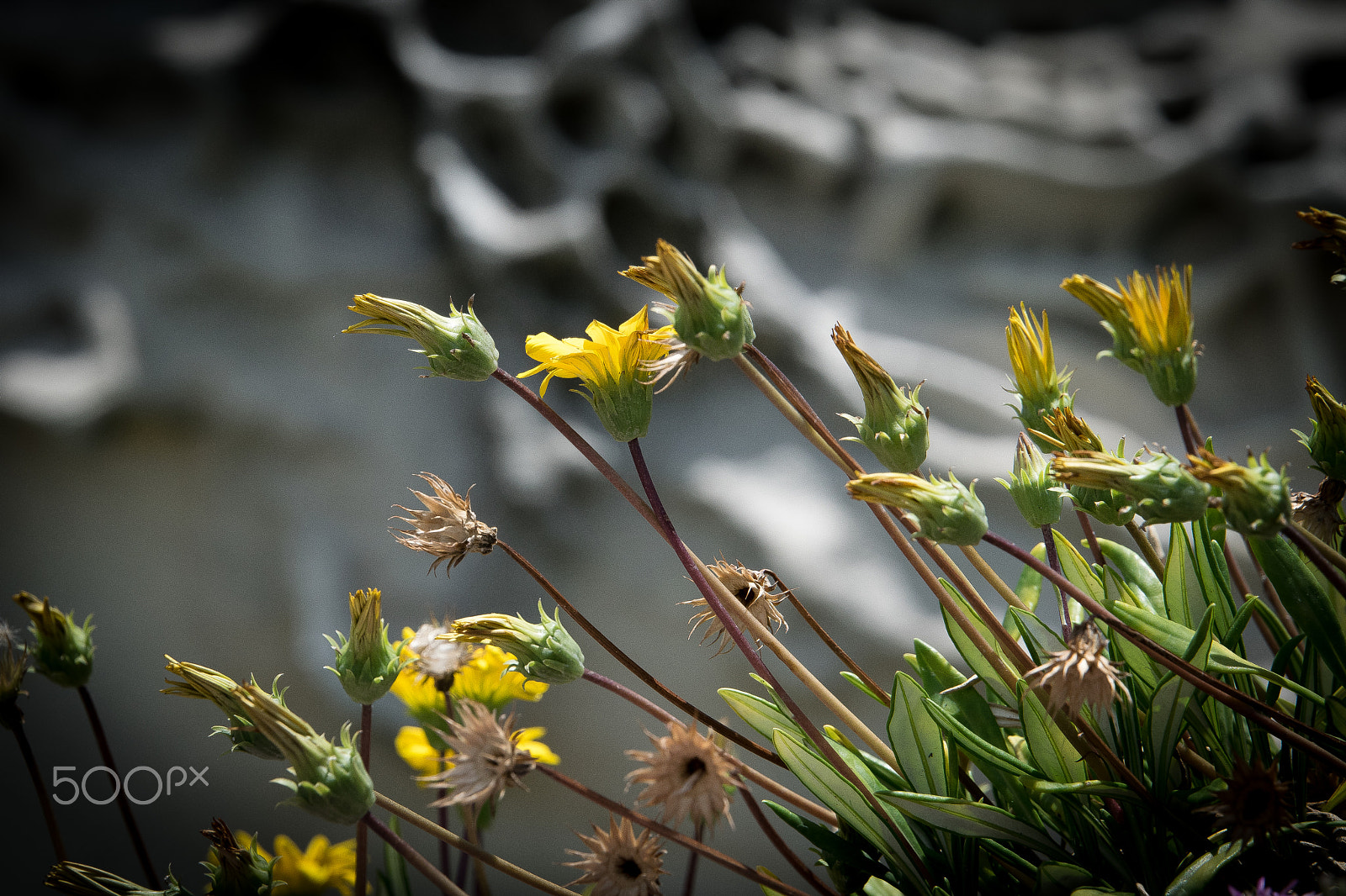 Tamron SP 70-200mm F2.8 Di VC USD sample photo. Yellow flowers photography
