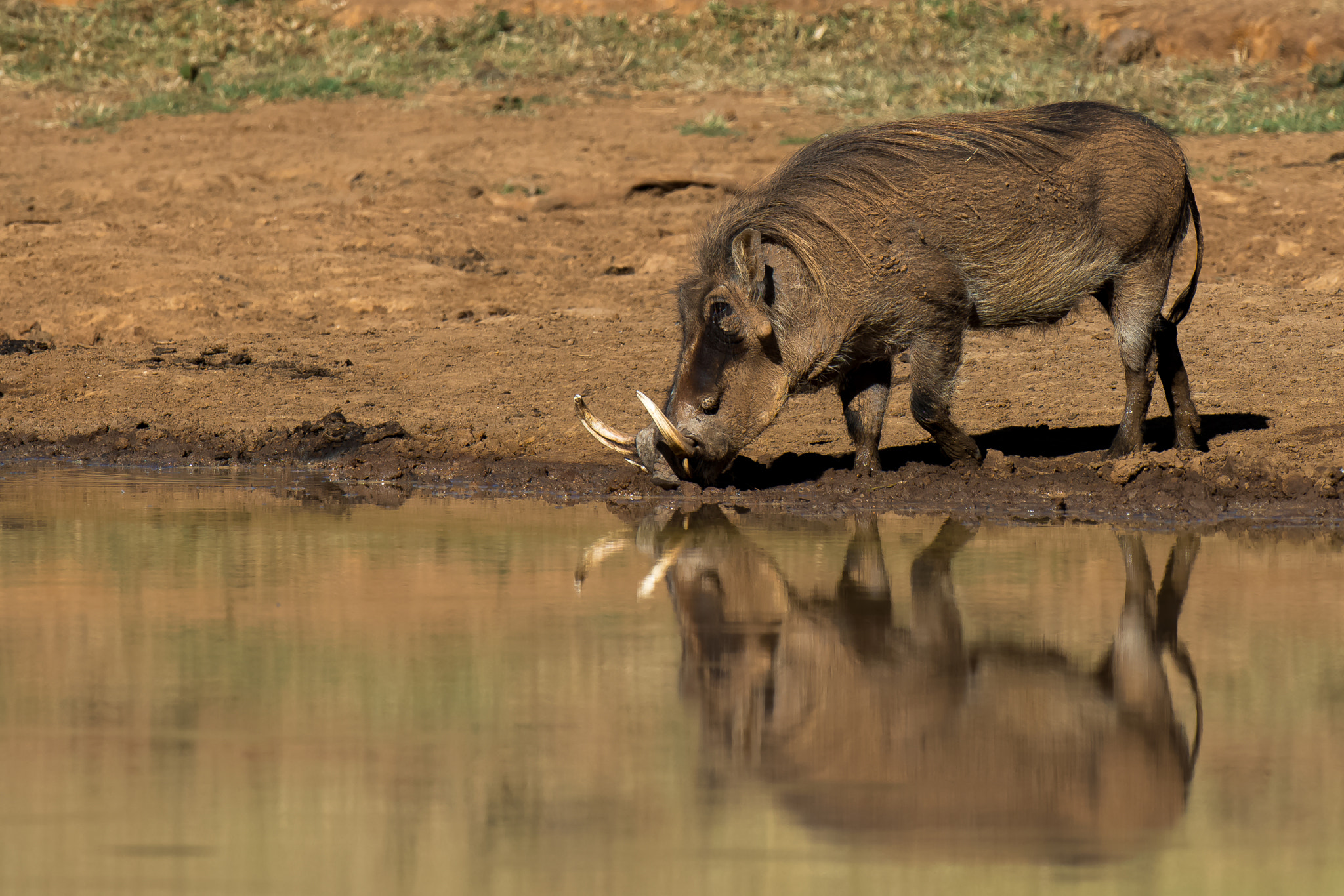 Nikon AF-S Nikkor 500mm F4D ED-IF II sample photo. Warthog photography