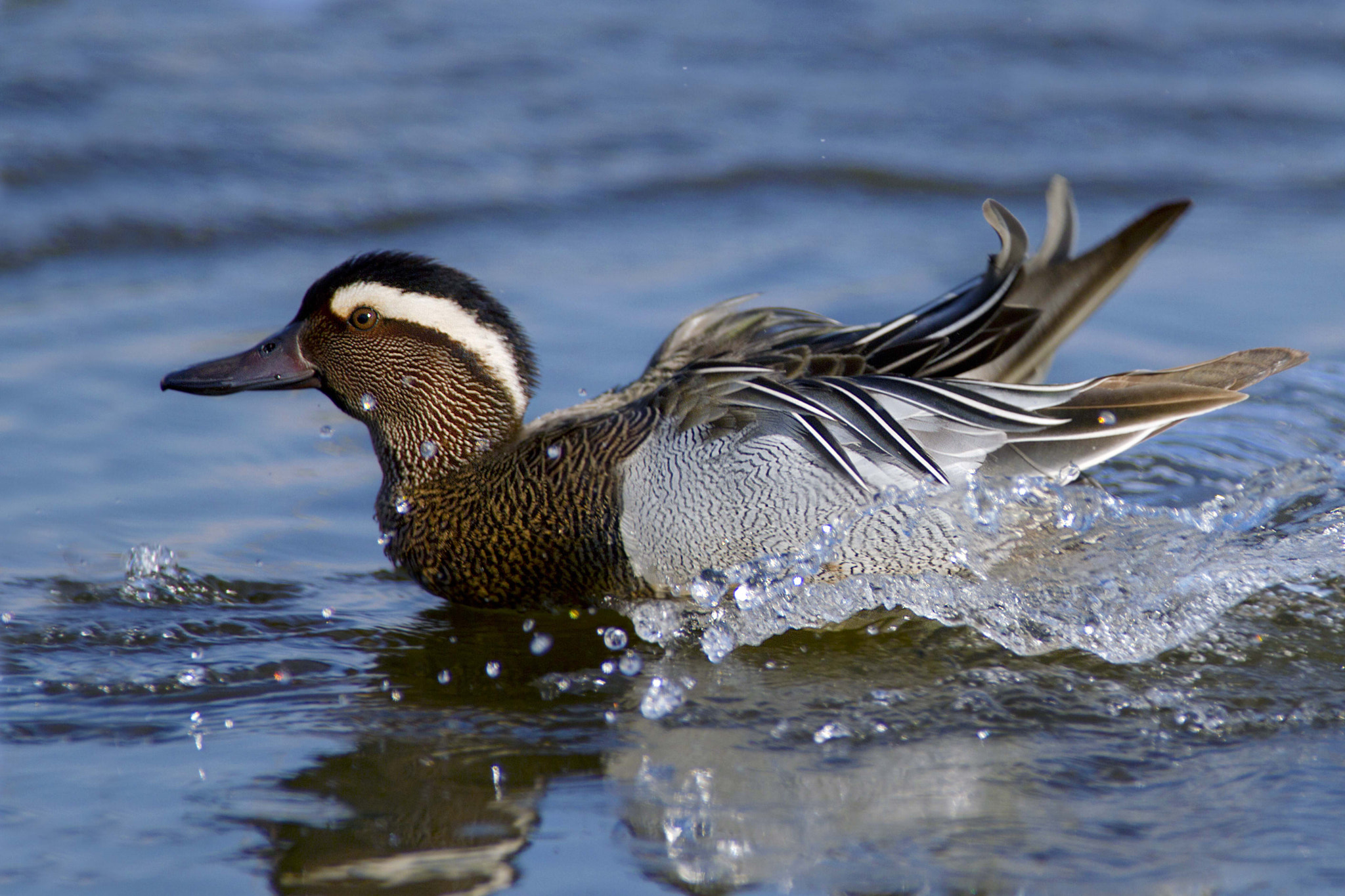 Canon EF 300mm f/2.8L + 1.4x sample photo. Garganey photography