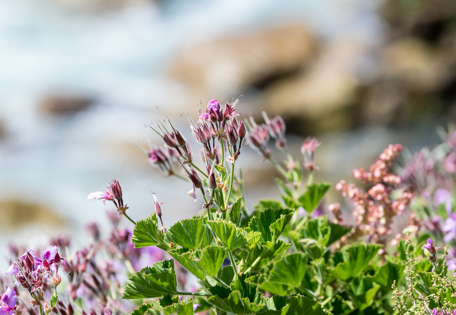 Tamron SP 70-200mm F2.8 Di VC USD sample photo. Pink flowers on the beach photography