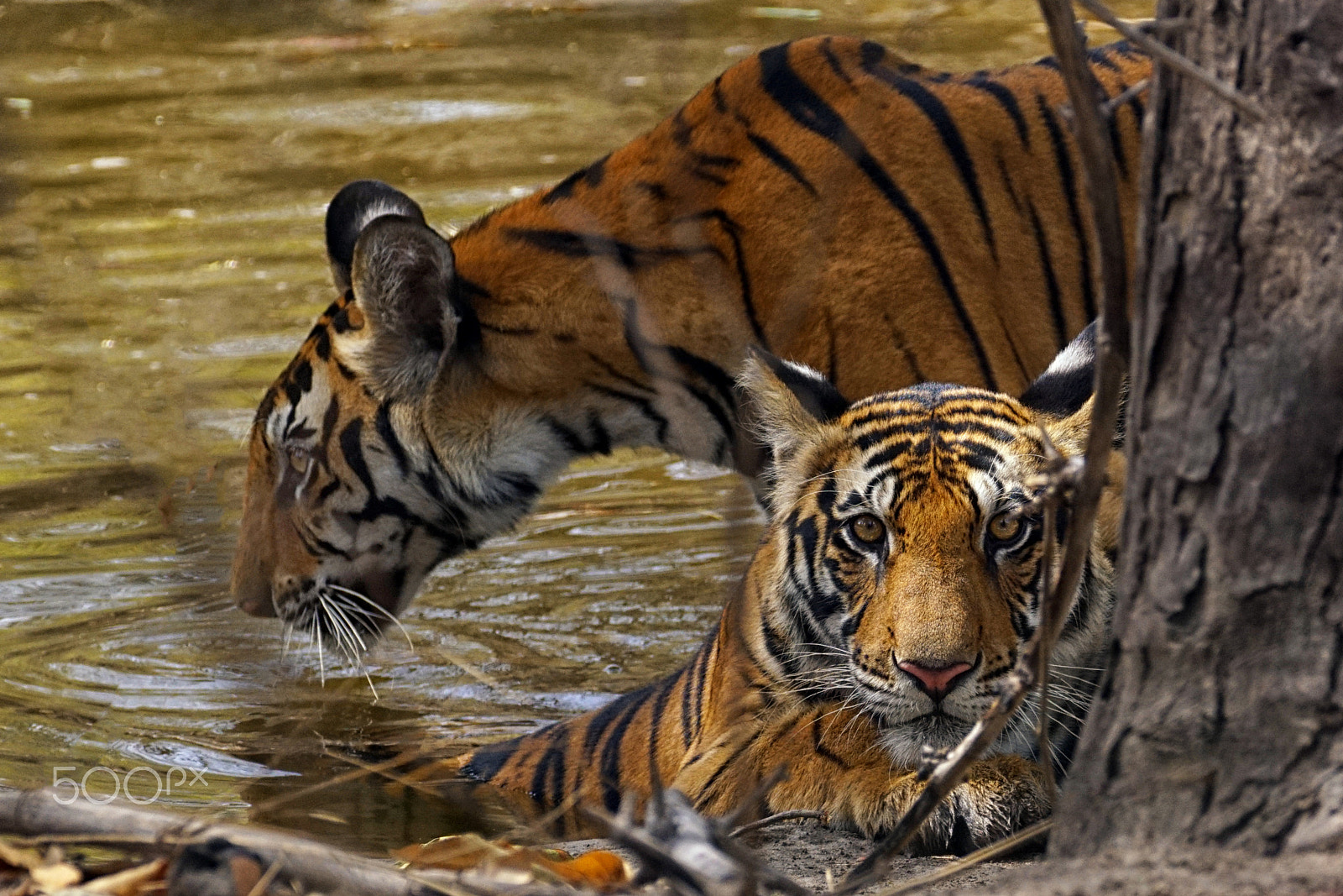 Sony SLT-A68 + Sony 70-300mm F4.5-5.6 G SSM II sample photo. The cubs of nigah photography