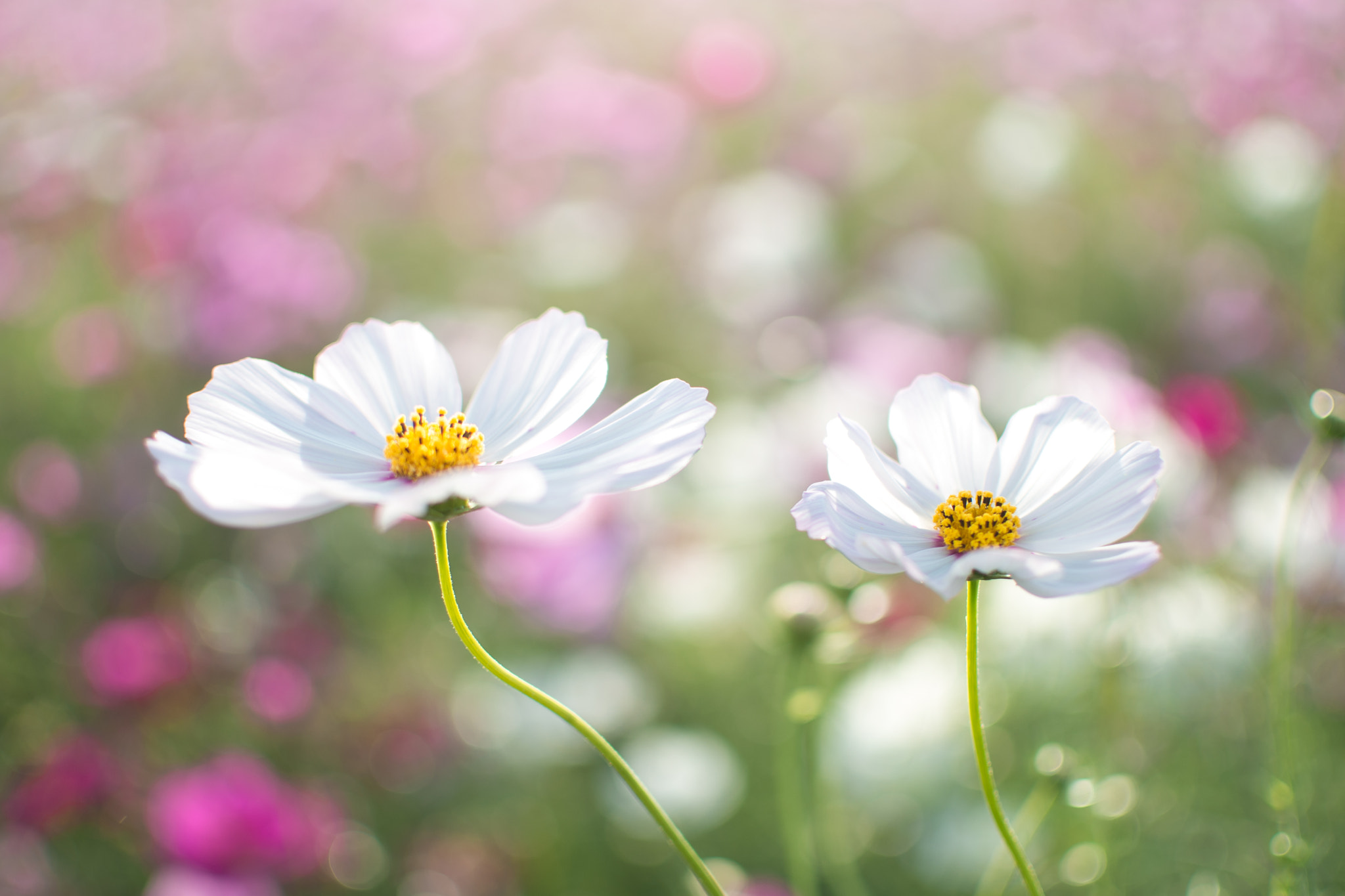 Nikon D600 + Nikon AF-S DX Nikkor 35mm F1.8G sample photo. Cosmos photography