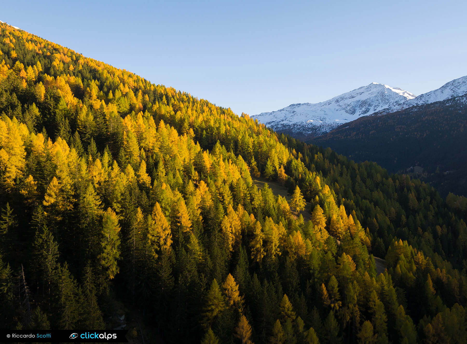 Panasonic Lumix DMC-GM1 + OLYMPUS M.9-18mm F4.0-5.6 sample photo. The fall colours in the valfurva forest photography