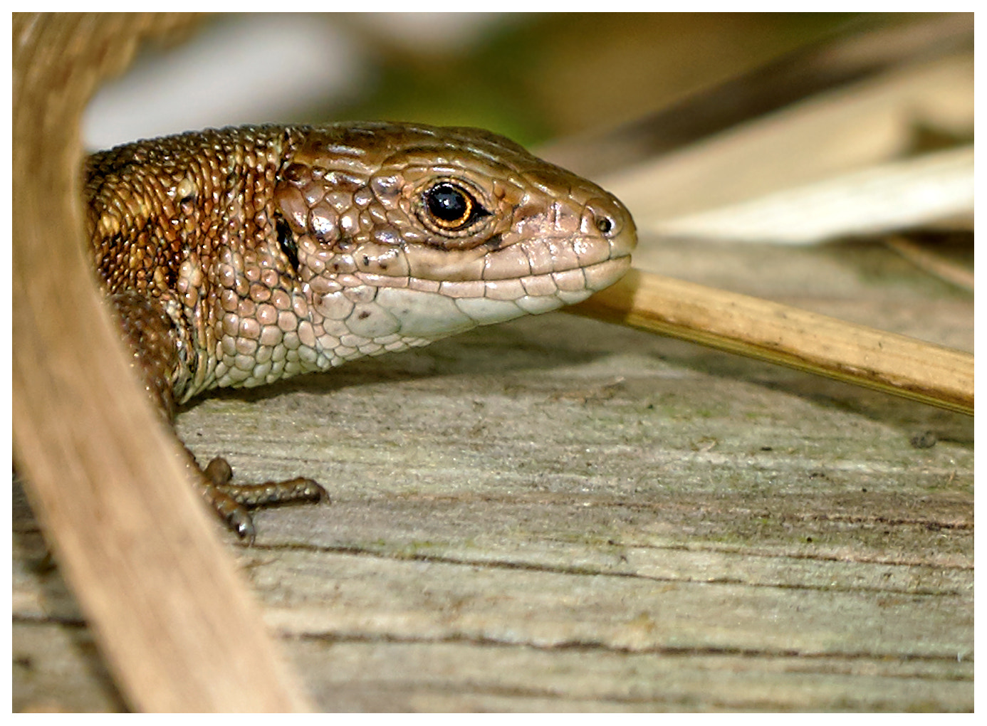 Sony ILCA-77M2 + Sony 70-400mm F4-5.6 G SSM II sample photo. Lizard photography