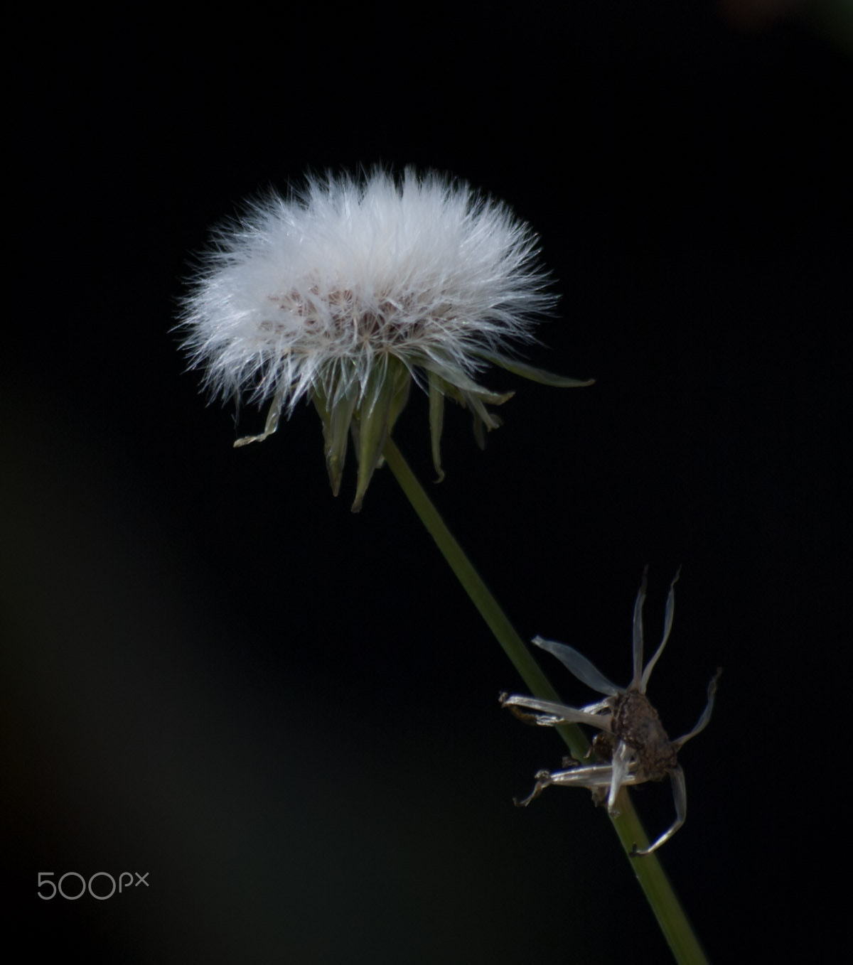 Nikon D80 sample photo. Macro i photography
